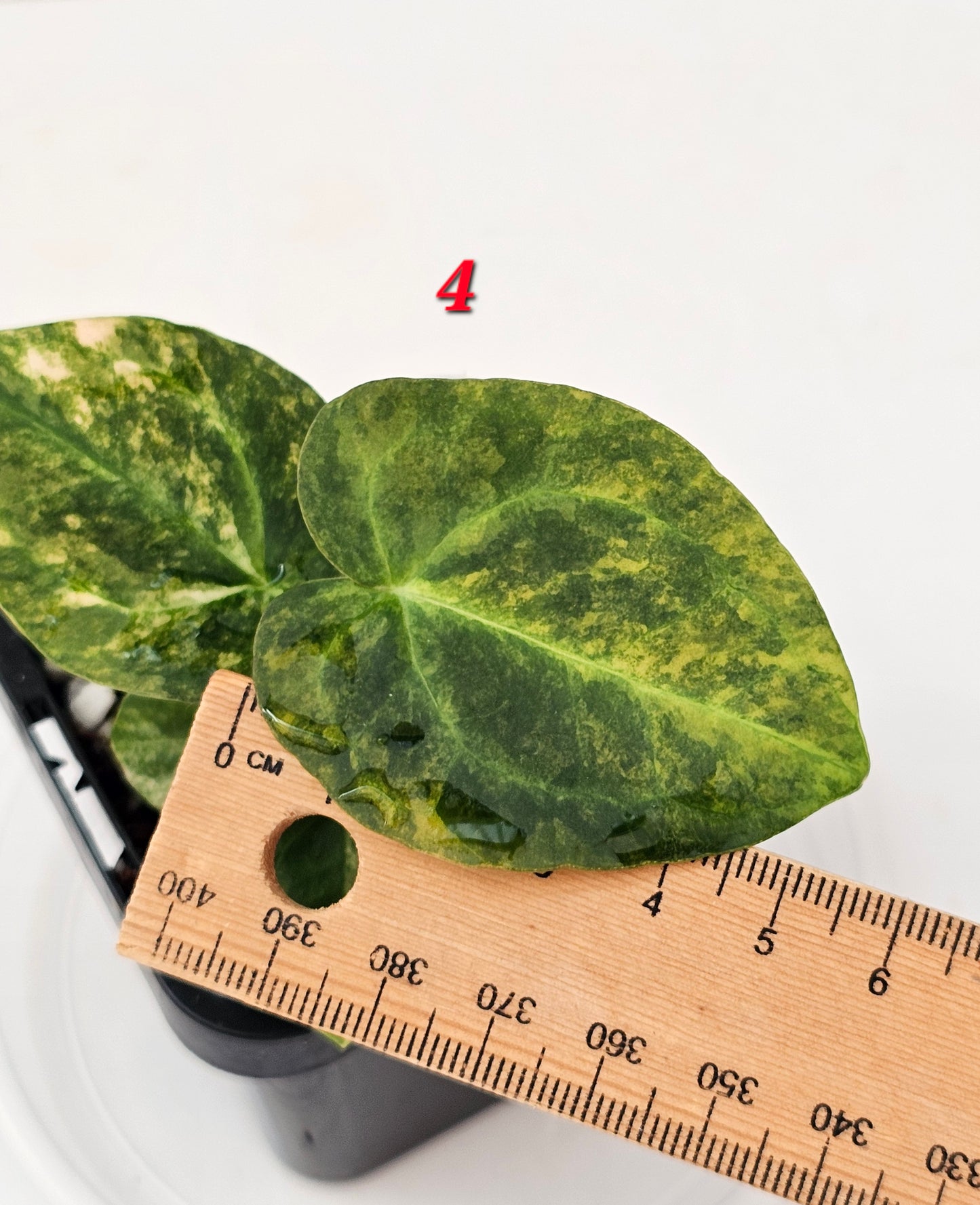 Variegated Anthurium forgetii x DC hybrid