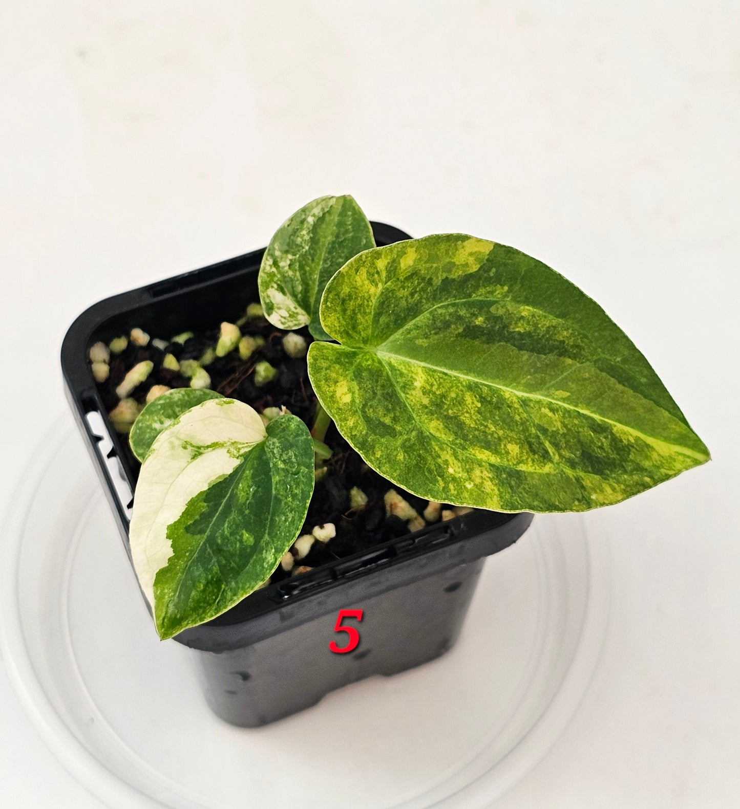 Variegated Anthurium forgetii x DC hybrid