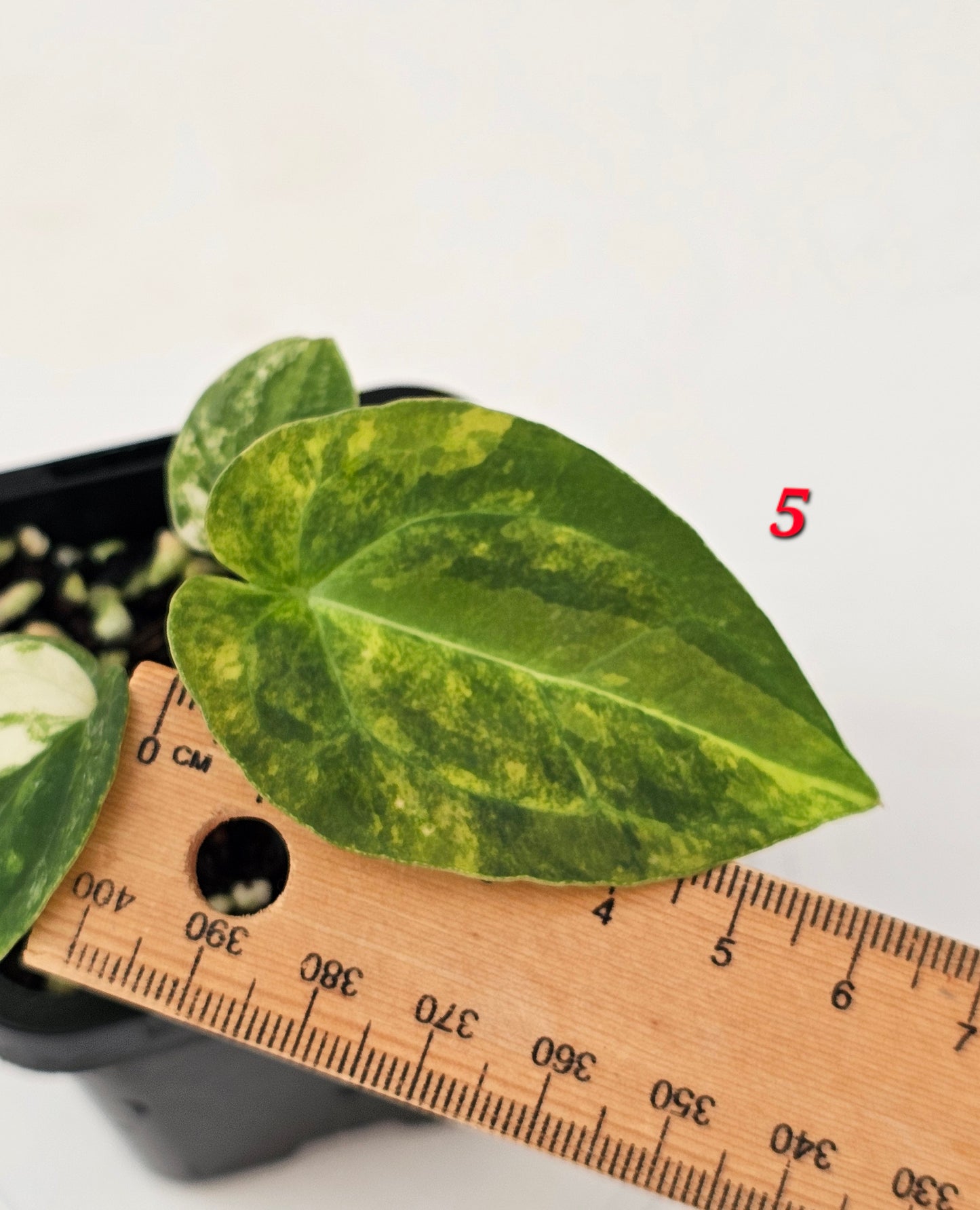 Variegated Anthurium forgetii x DC hybrid
