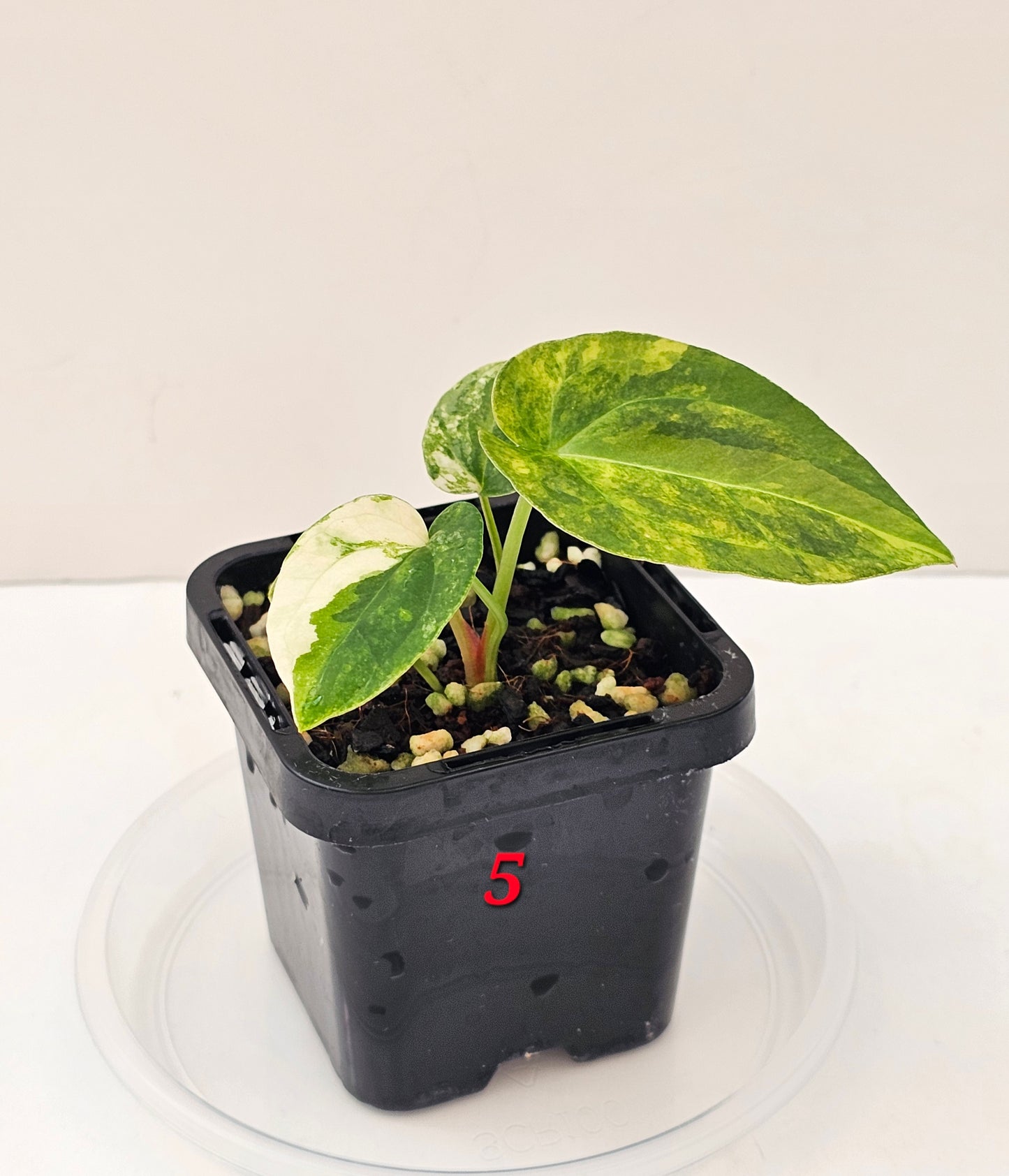 Variegated Anthurium forgetii x DC hybrid