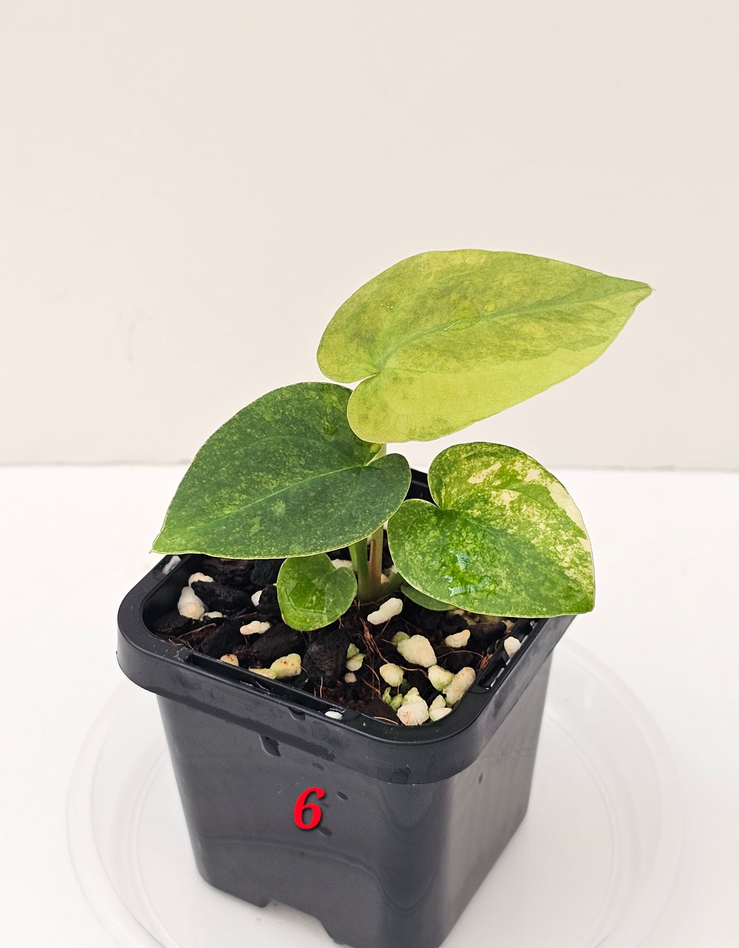 Variegated Anthurium forgetii x DC hybrid