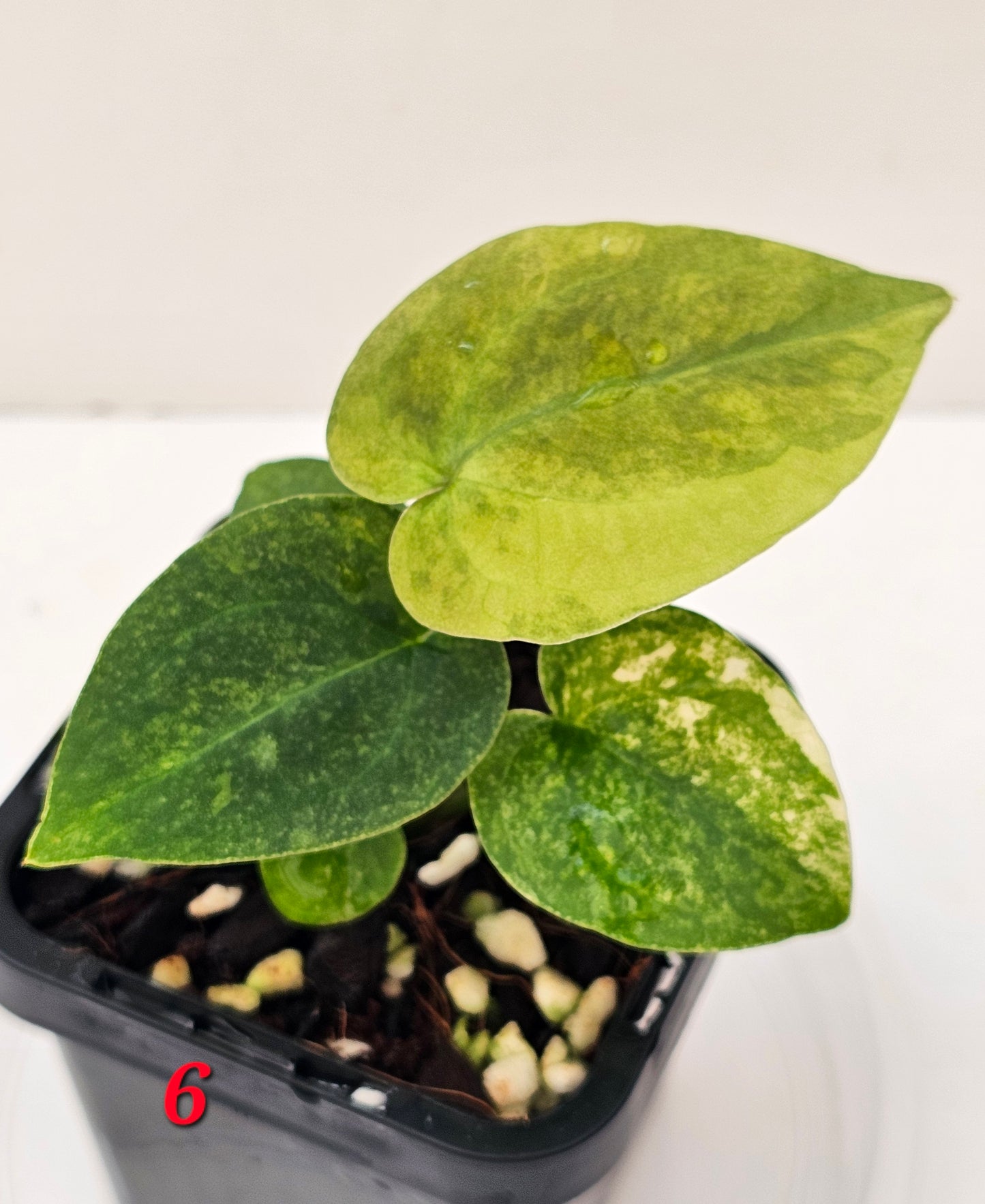 Variegated Anthurium forgetii x DC hybrid
