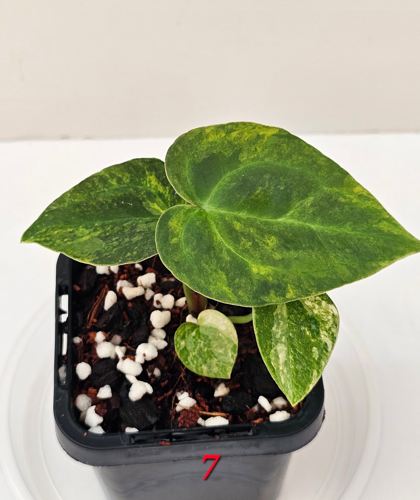 Variegated Anthurium forgetii x DC hybrid