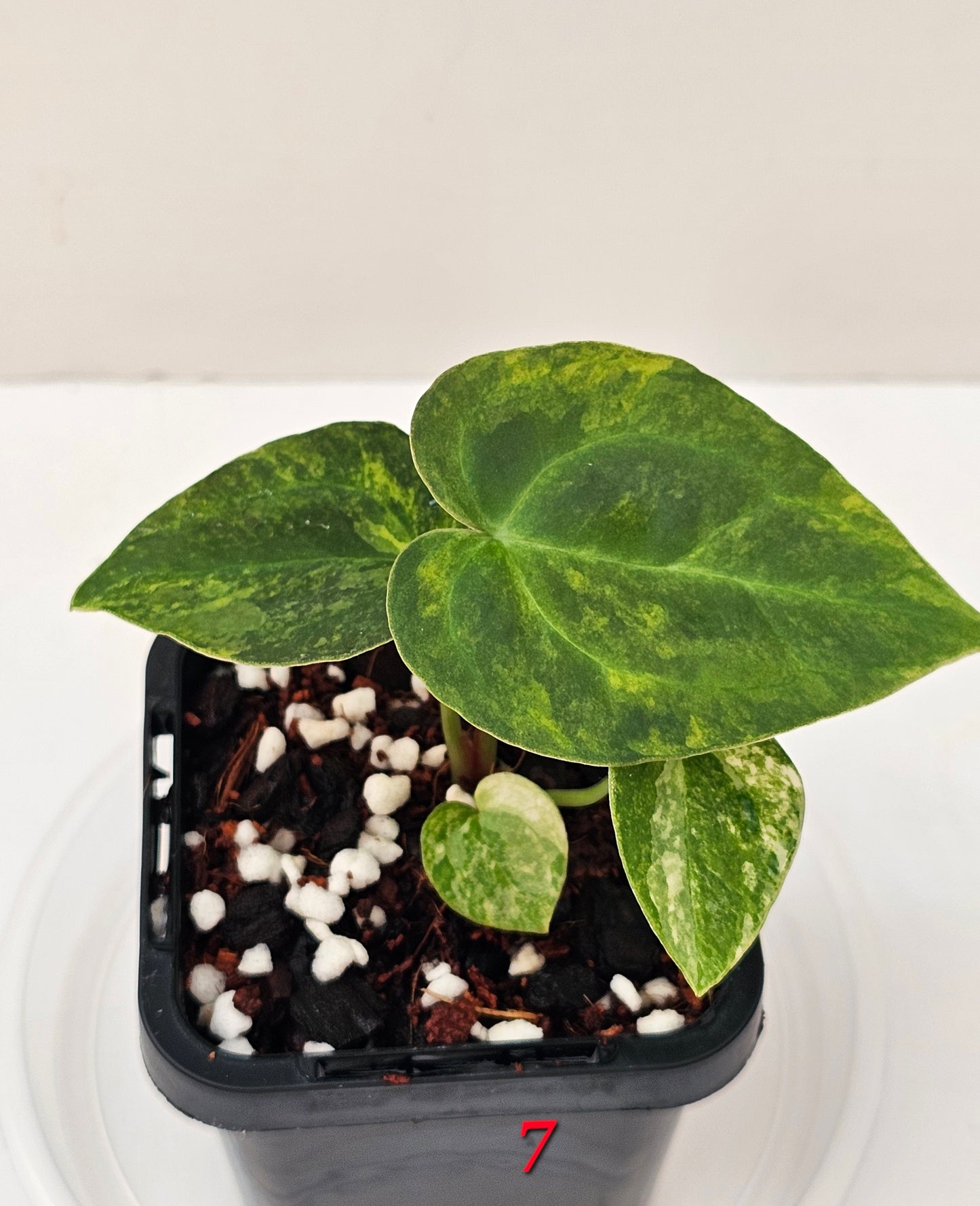 Variegated Anthurium forgetii x DC hybrid