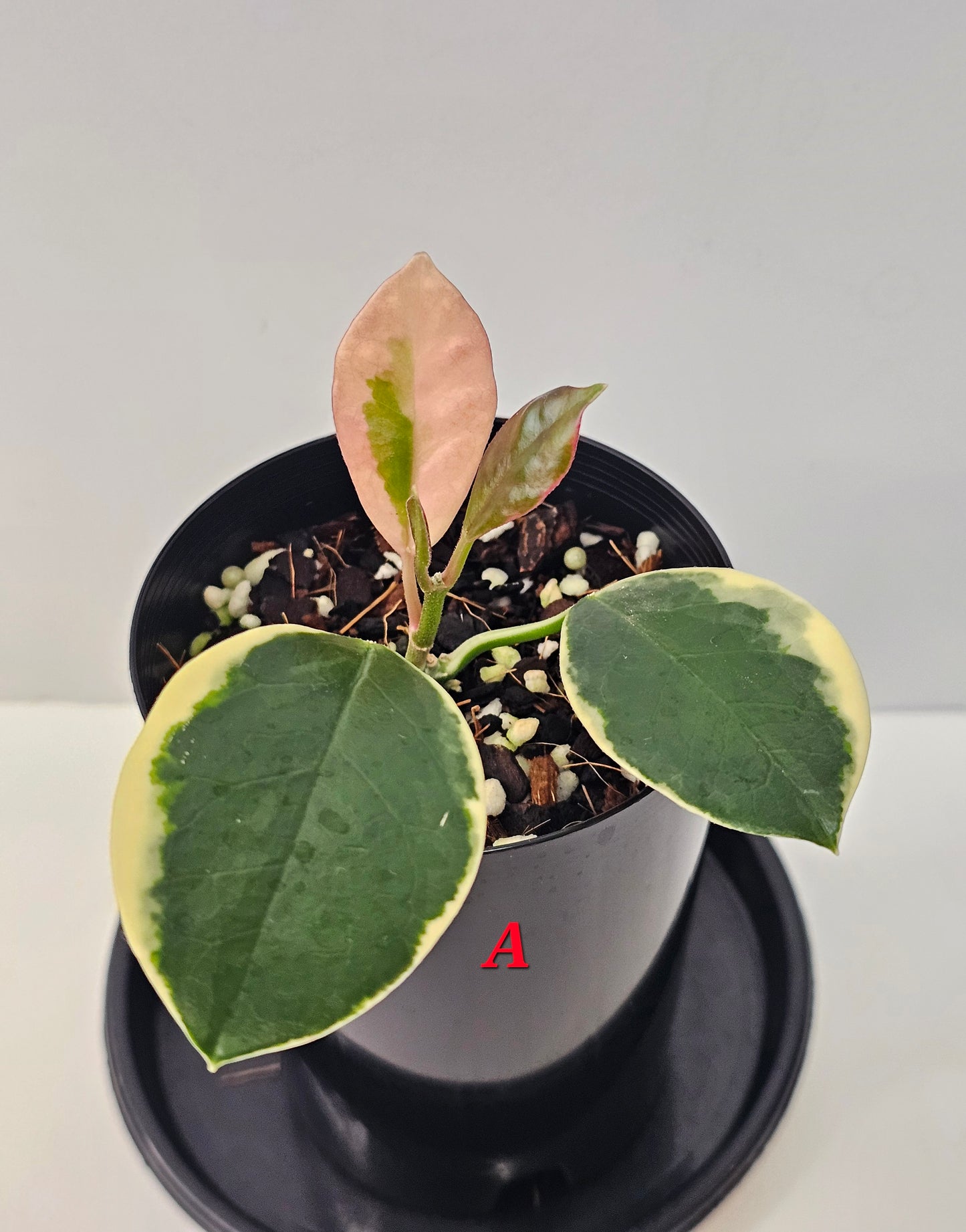 Hoya australis 'Blondie' or Outer Variegated