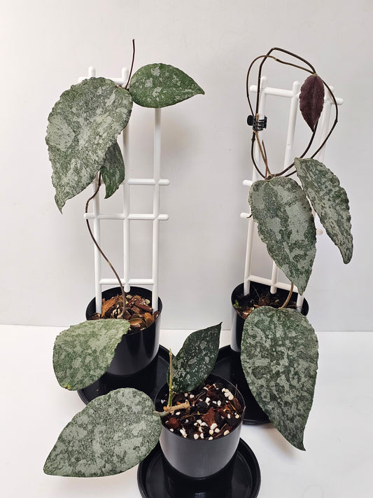 Hoya caudata  'Silver' (Rare)
