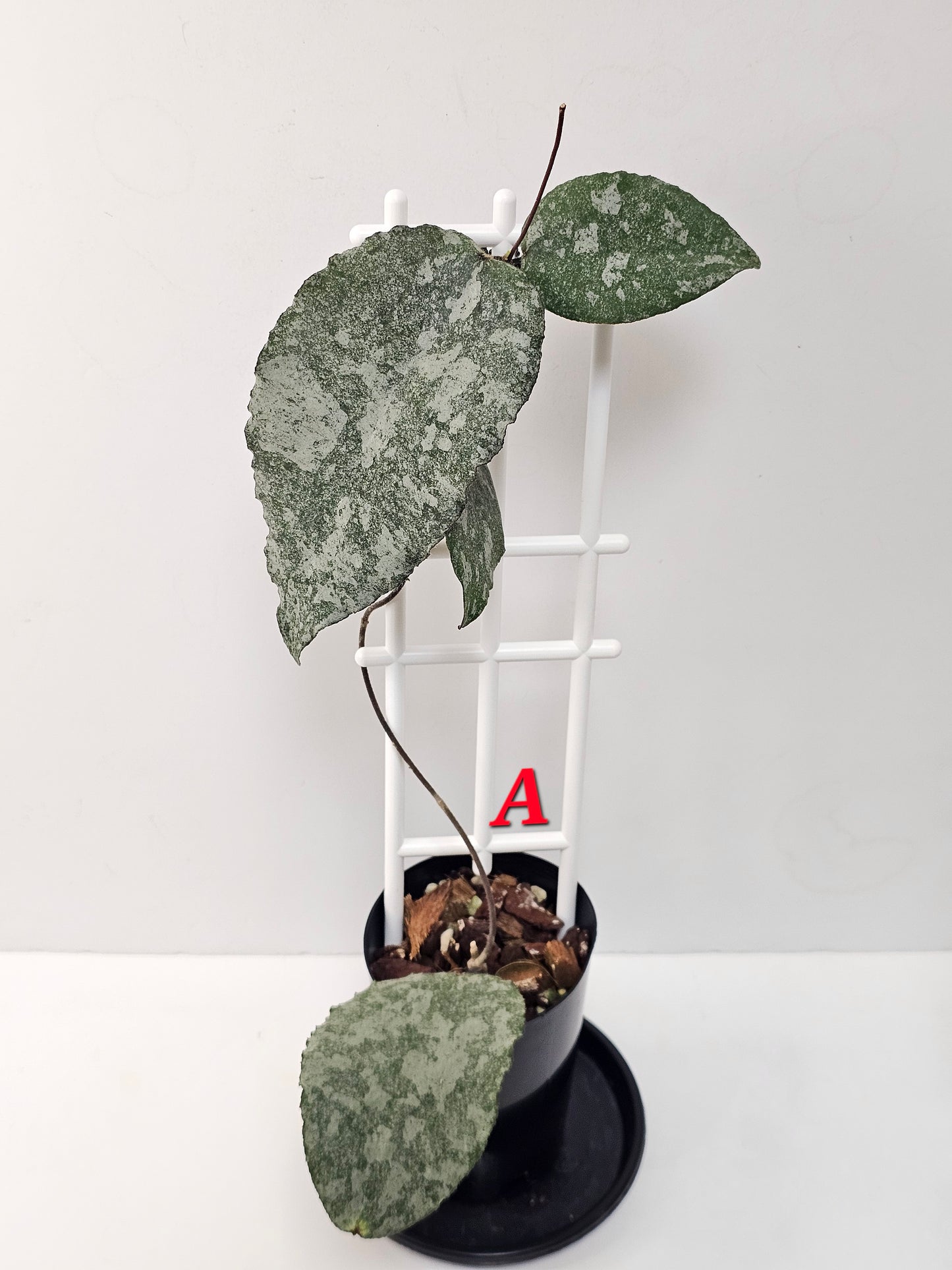 Hoya caudata  'Silver' (Rare)