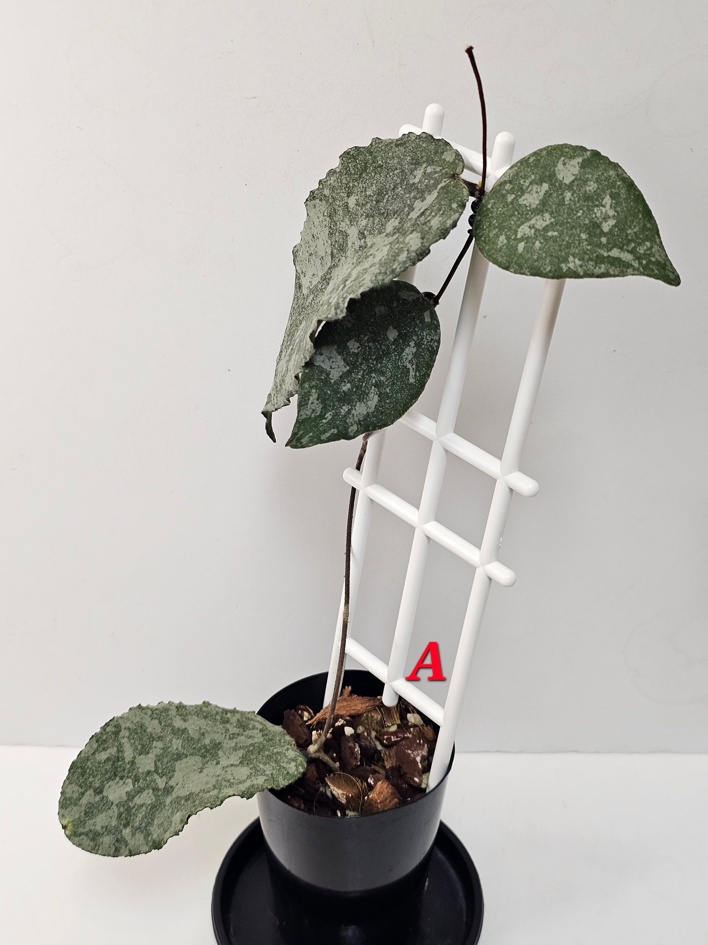 Hoya caudata  'Silver' (Rare)