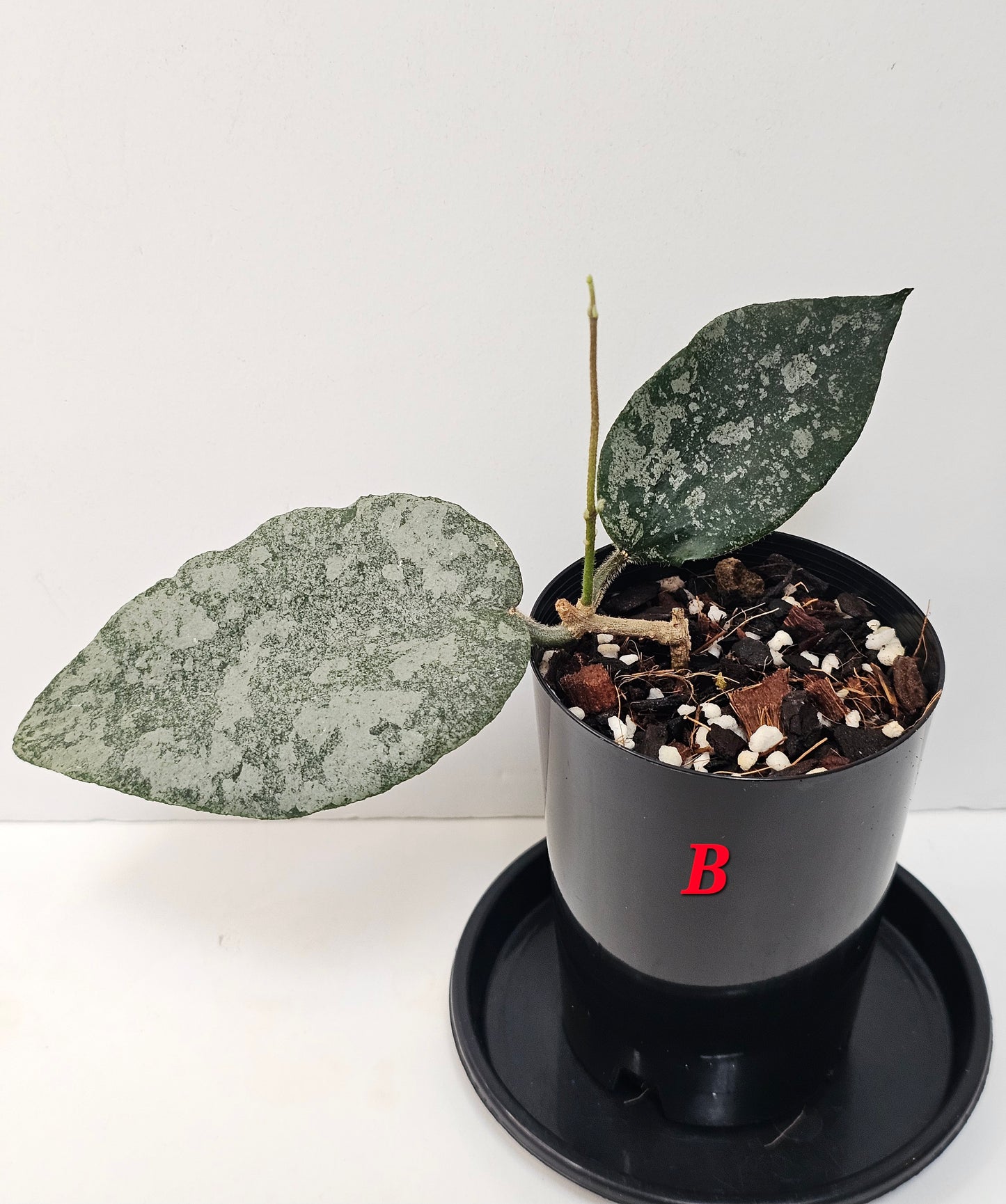 Hoya caudata  'Silver' (Rare)