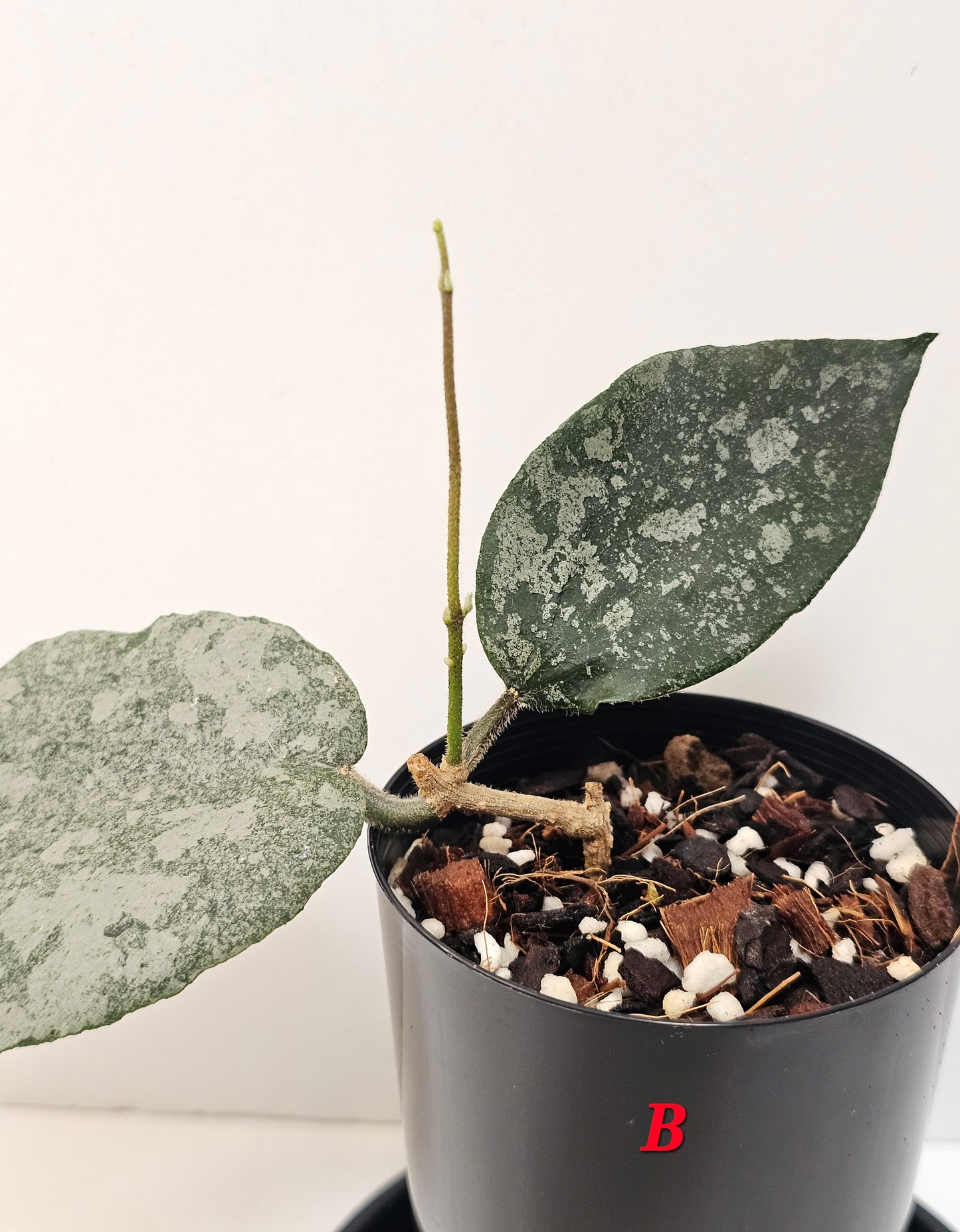 Hoya caudata  'Silver' (Rare)