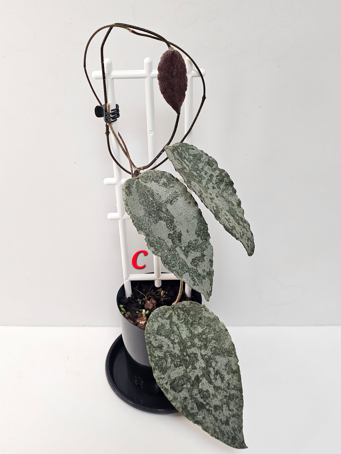 Hoya caudata  'Silver' (Rare)
