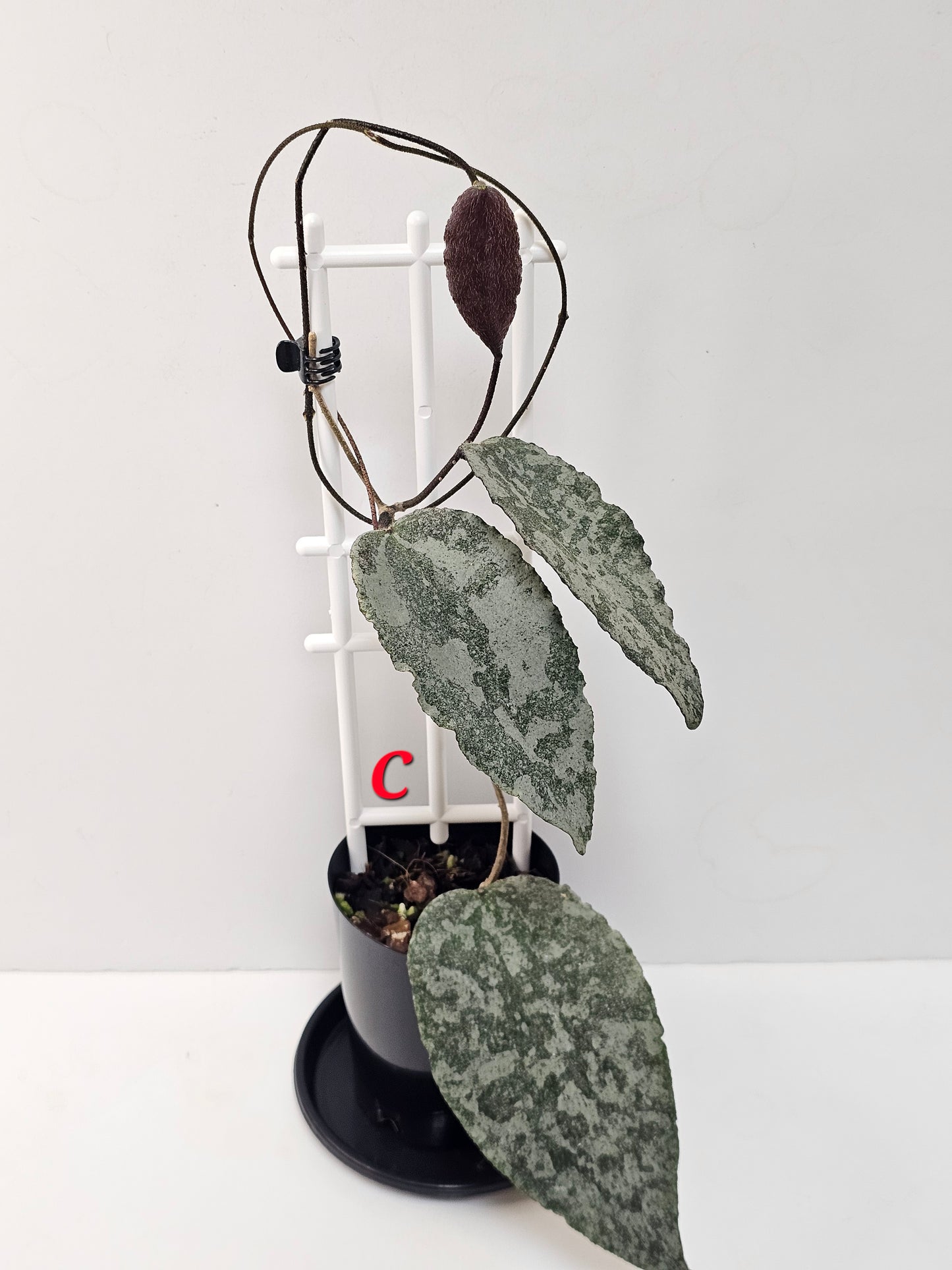 Hoya caudata  'Silver' (Rare)