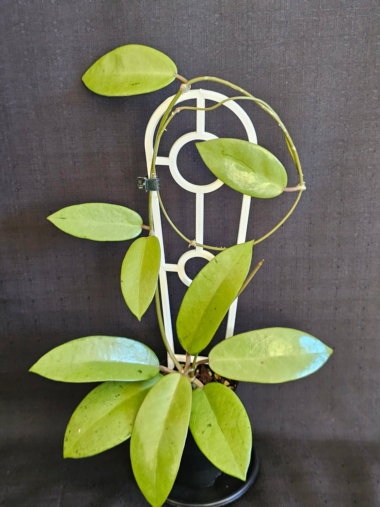 Hoya 'Silver  Dollar'