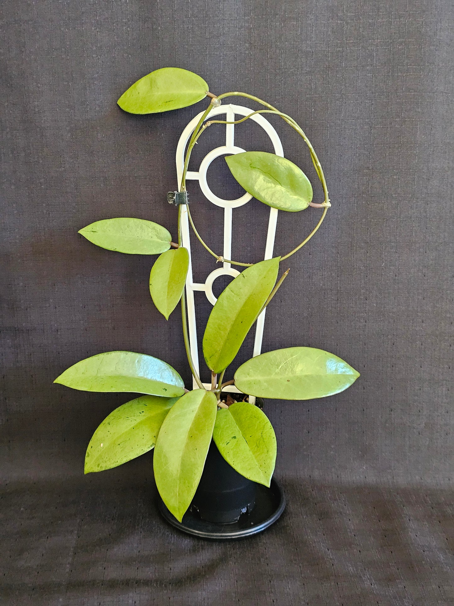 Hoya 'Silver  Dollar'