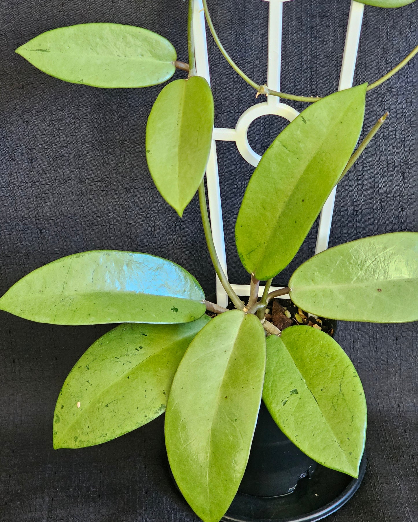 Hoya 'Silver  Dollar'