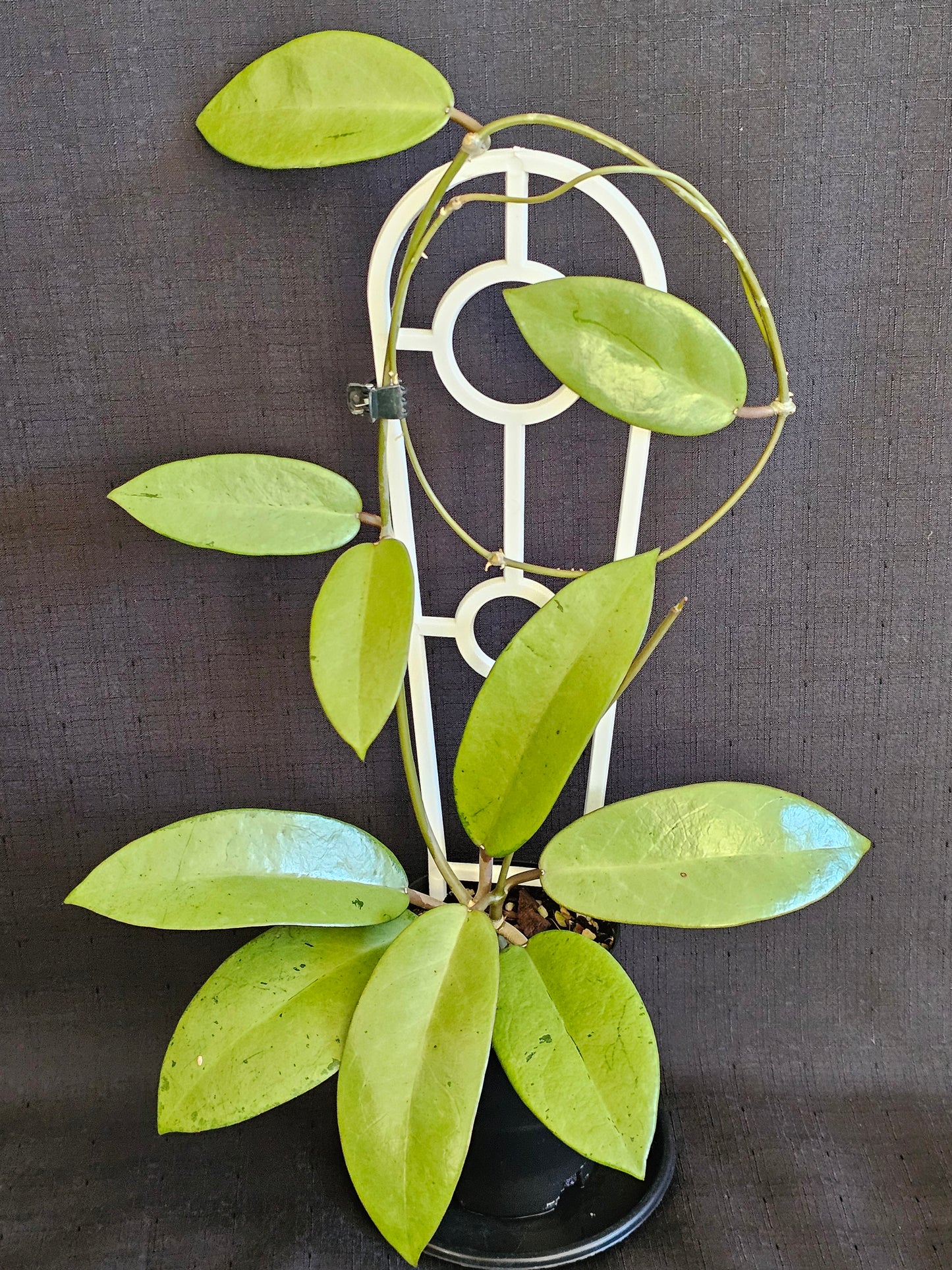 Hoya 'Silver  Dollar'