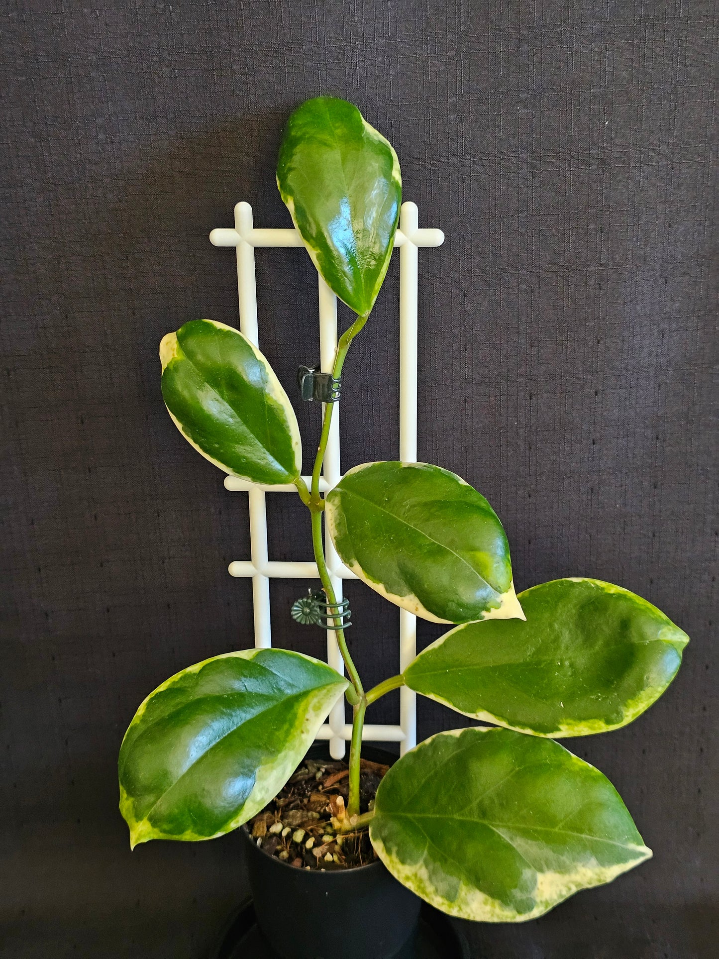 Hoya incrassata  'Eclipse' or Albomarginata