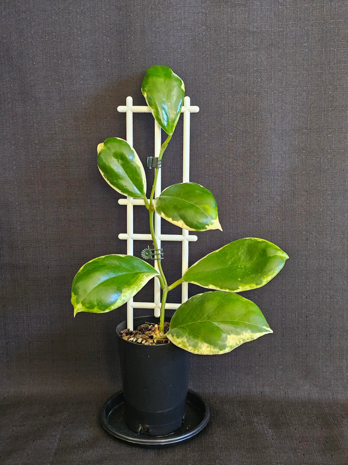 Hoya incrassata  'Eclipse' or Albomarginata