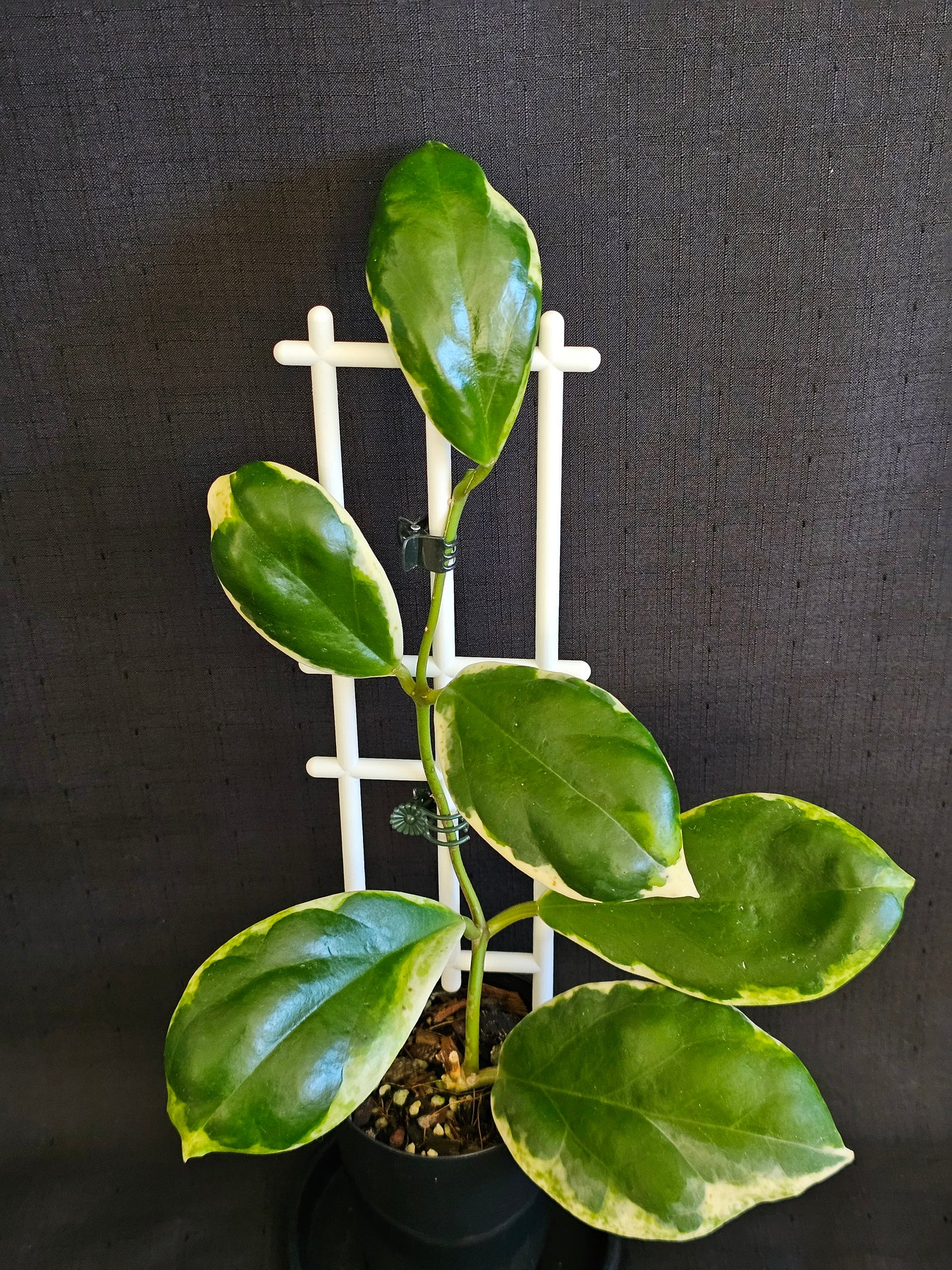 Hoya incrassata  'Eclipse' or Albomarginata