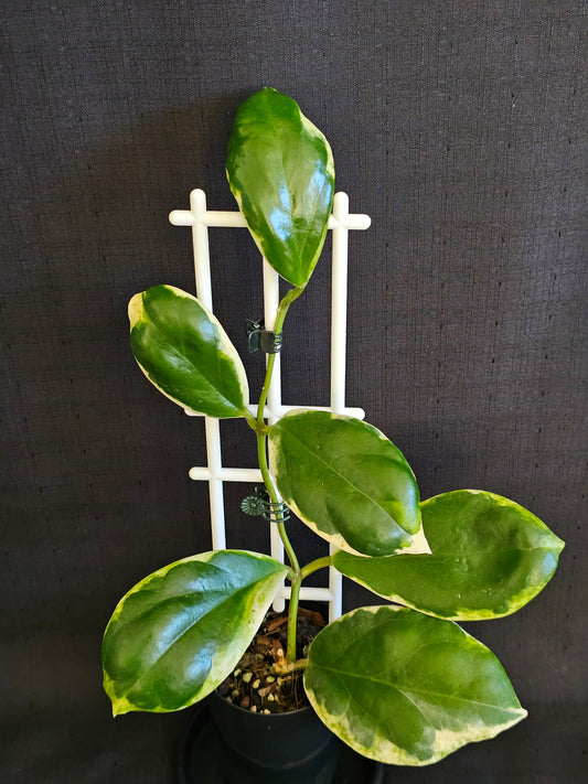 Hoya incrassata  'Eclipse' or Albomarginata