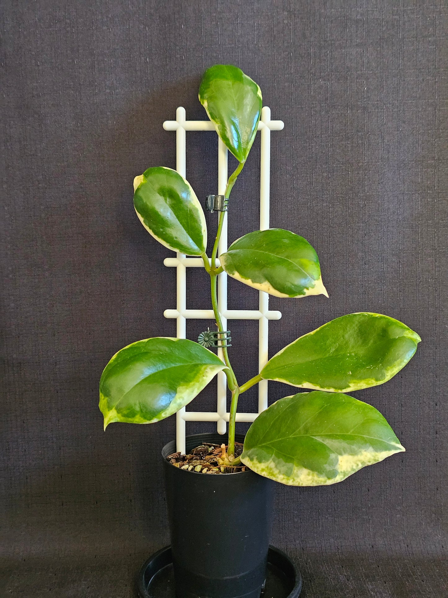 Hoya incrassata  'Eclipse' or Albomarginata
