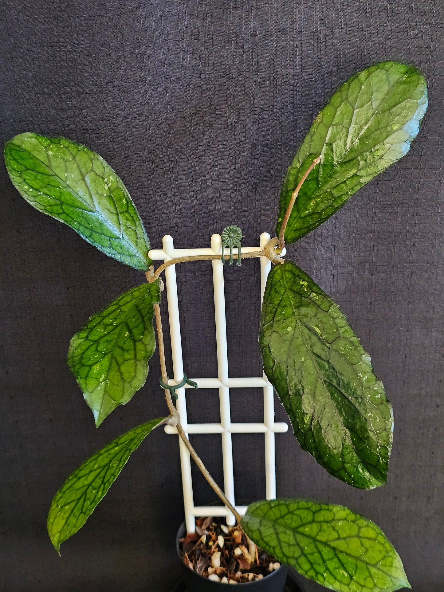 Hoya sp. Lampung