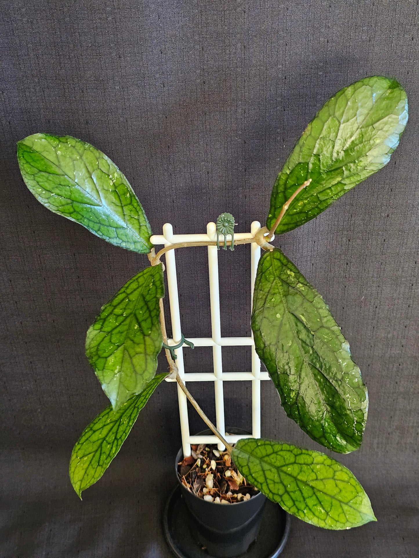 Hoya sp. Lampung