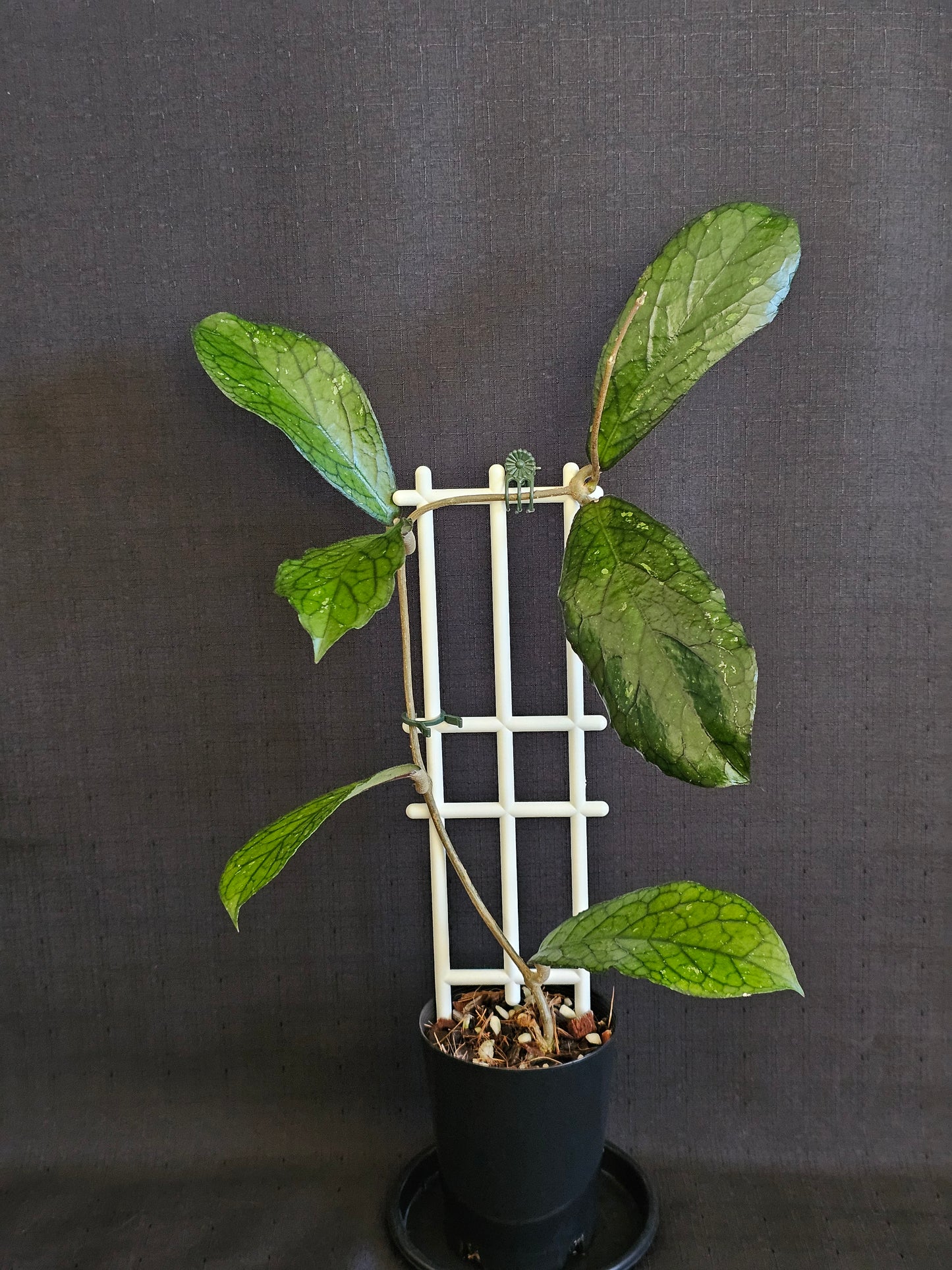 Hoya sp. Lampung