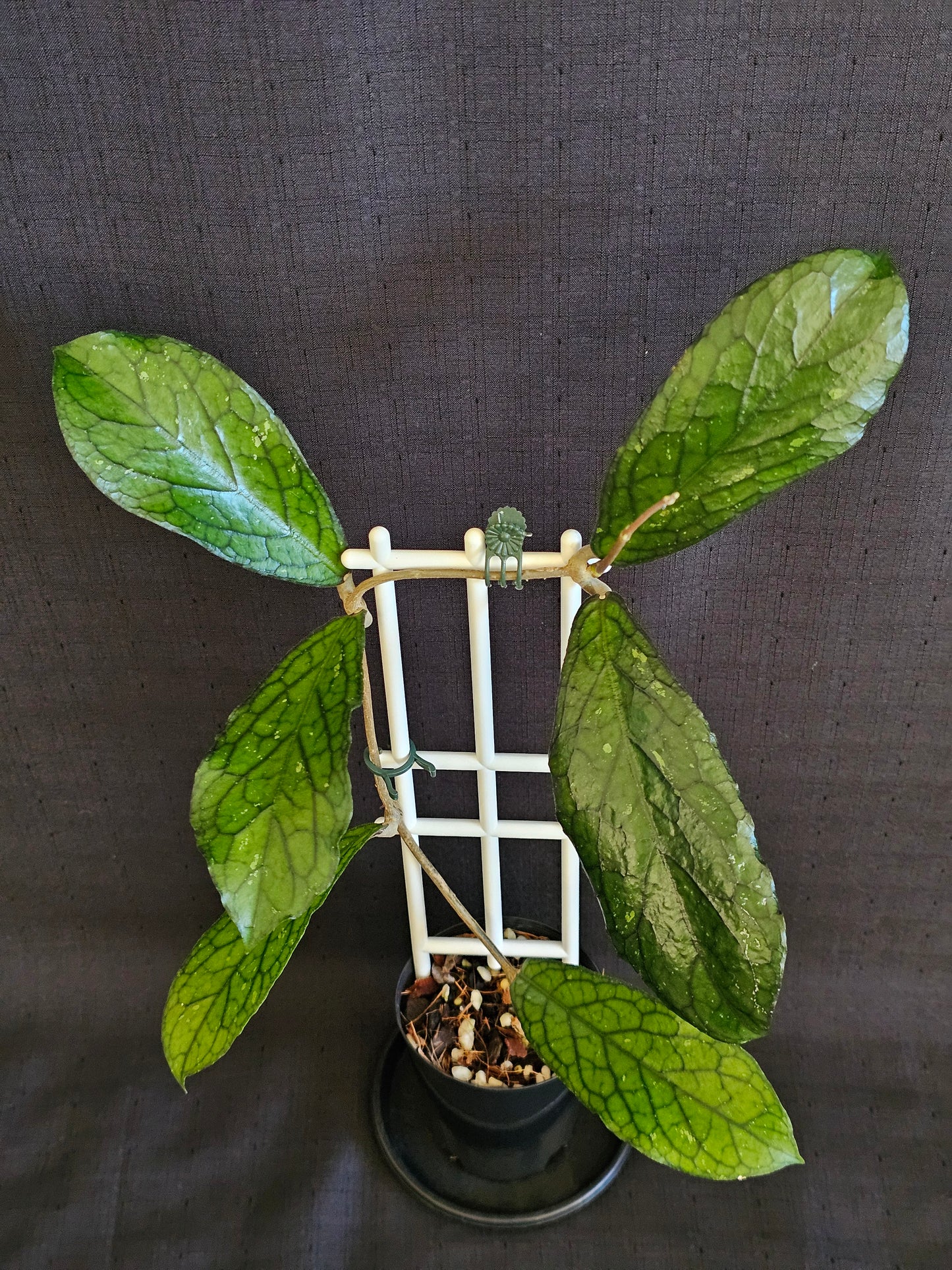Hoya sp. Lampung
