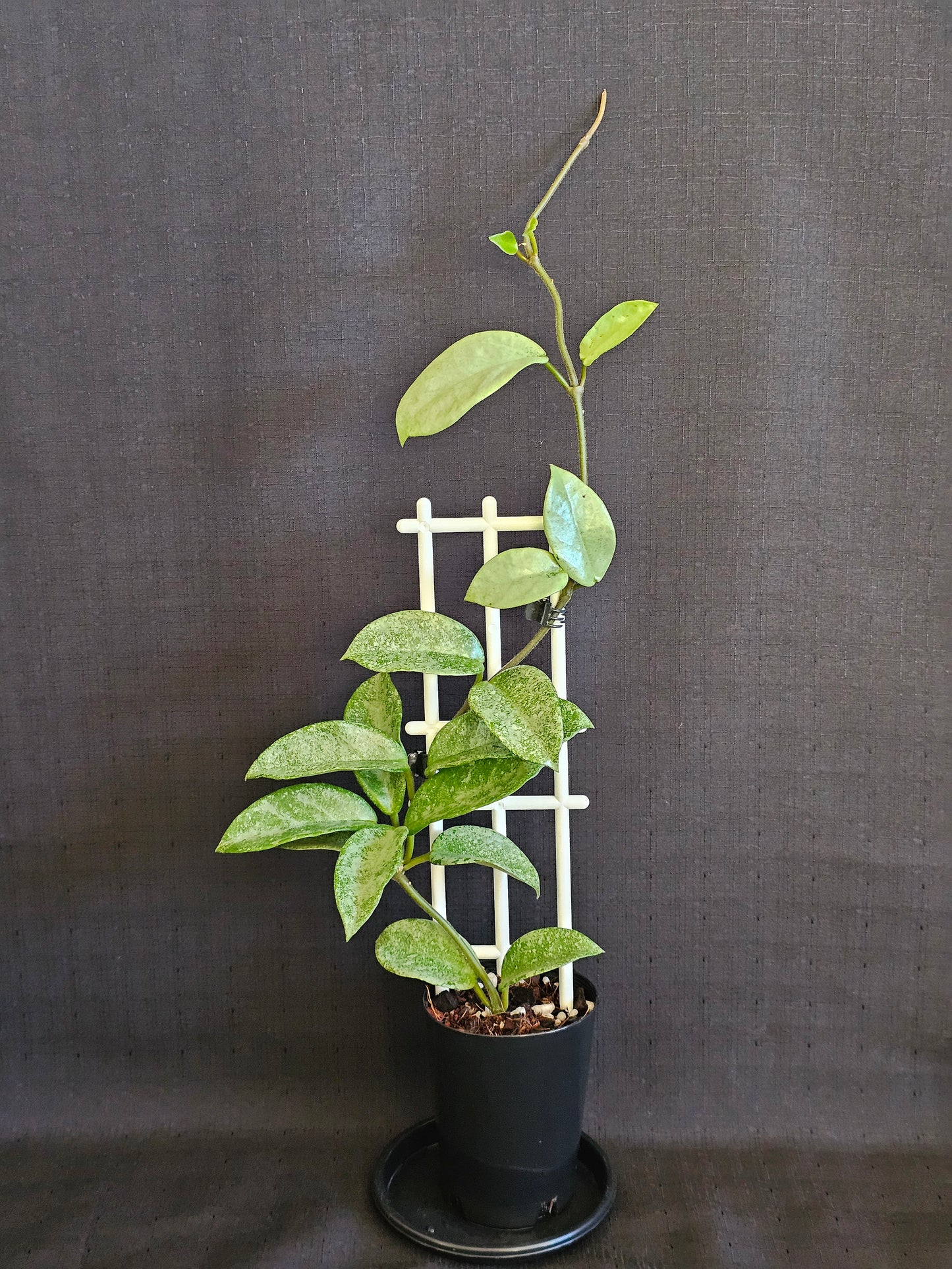 Hoya carnosa 'Nova Ghost'