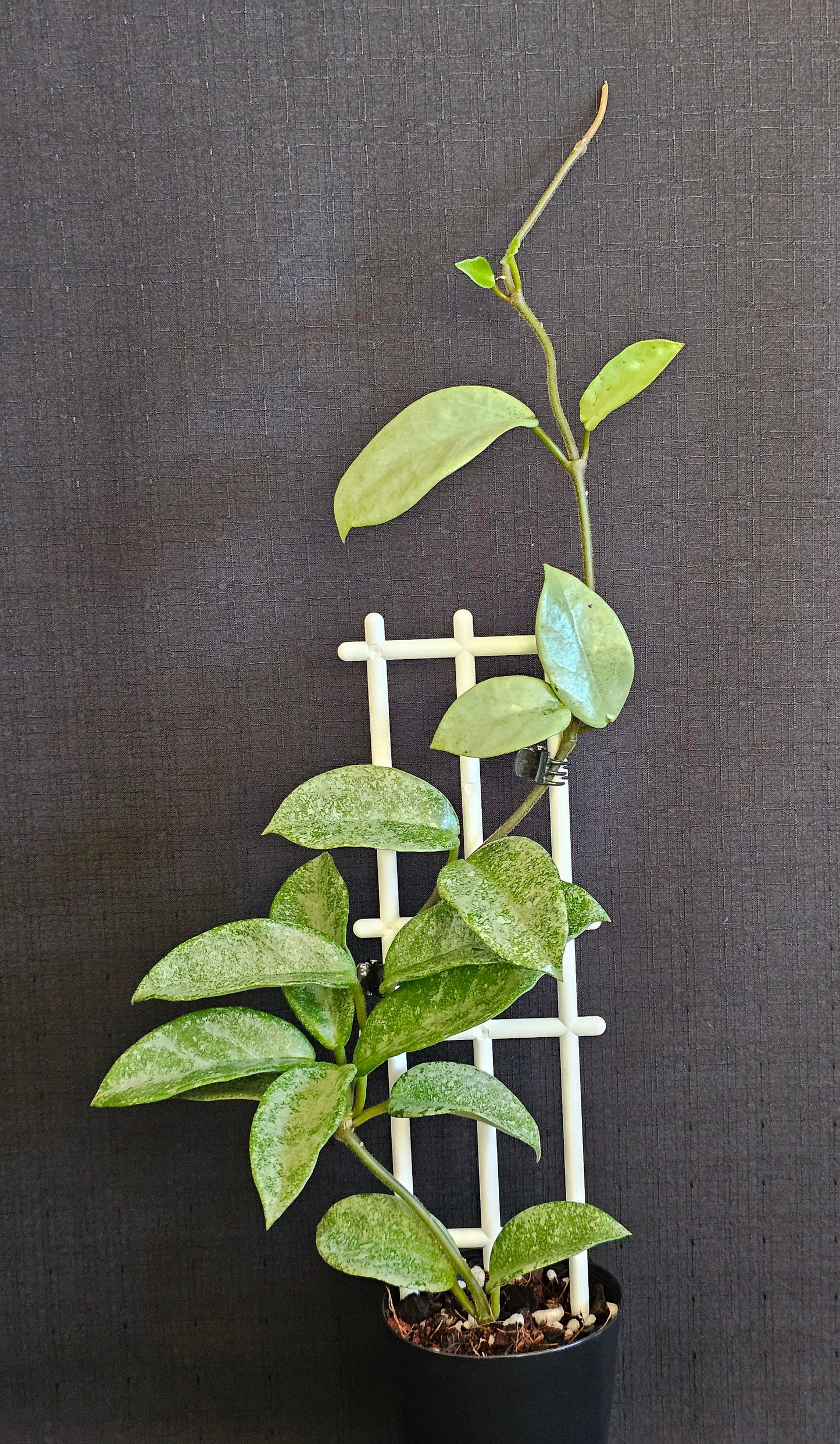 Hoya carnosa 'Nova Ghost'