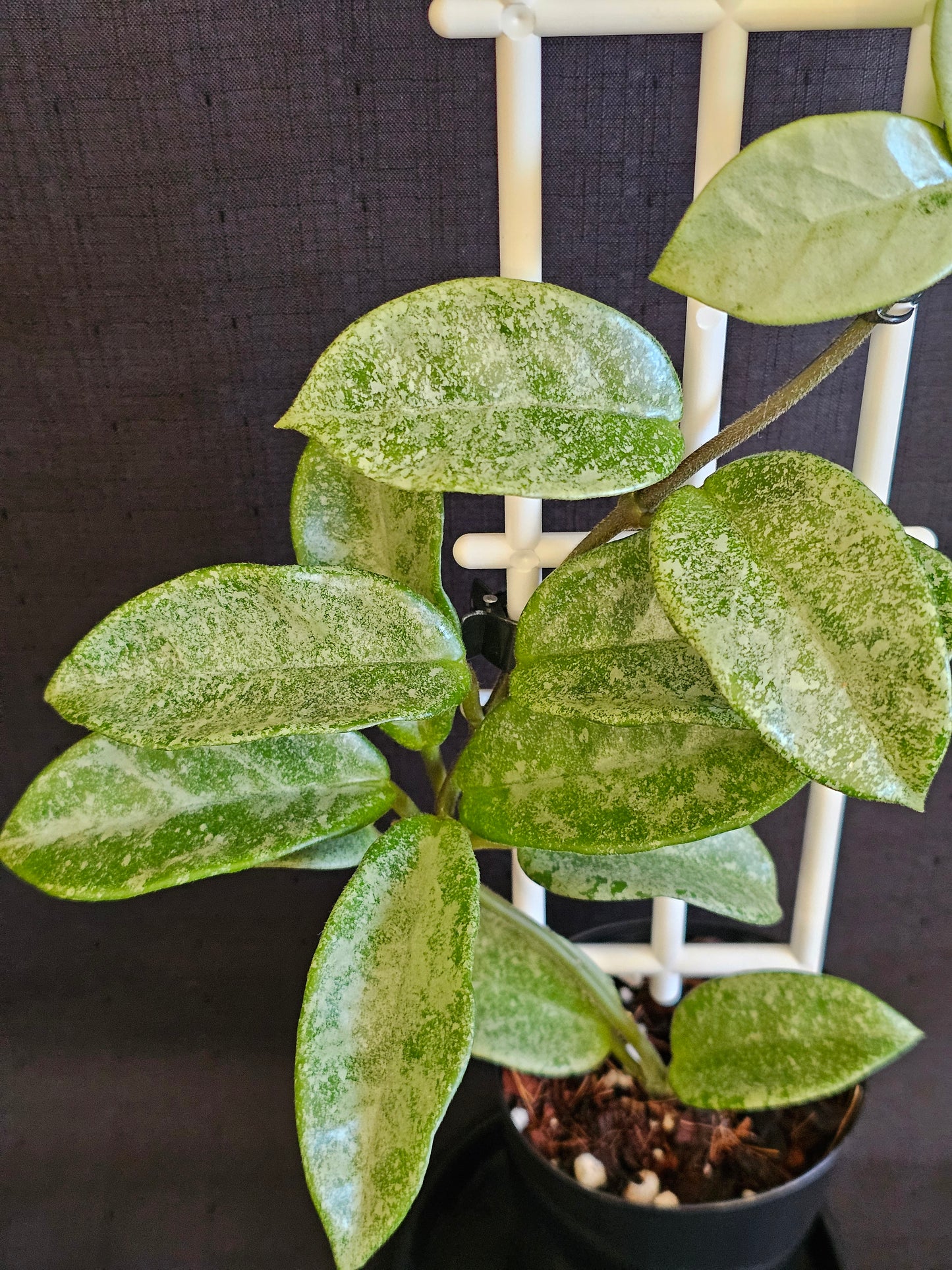 Hoya carnosa 'Nova Ghost'