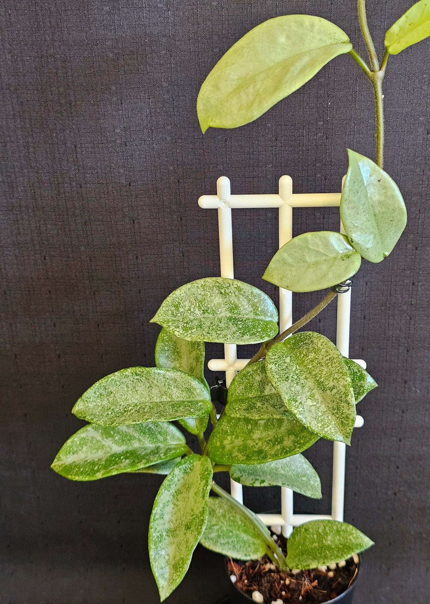 Hoya carnosa 'Nova Ghost'