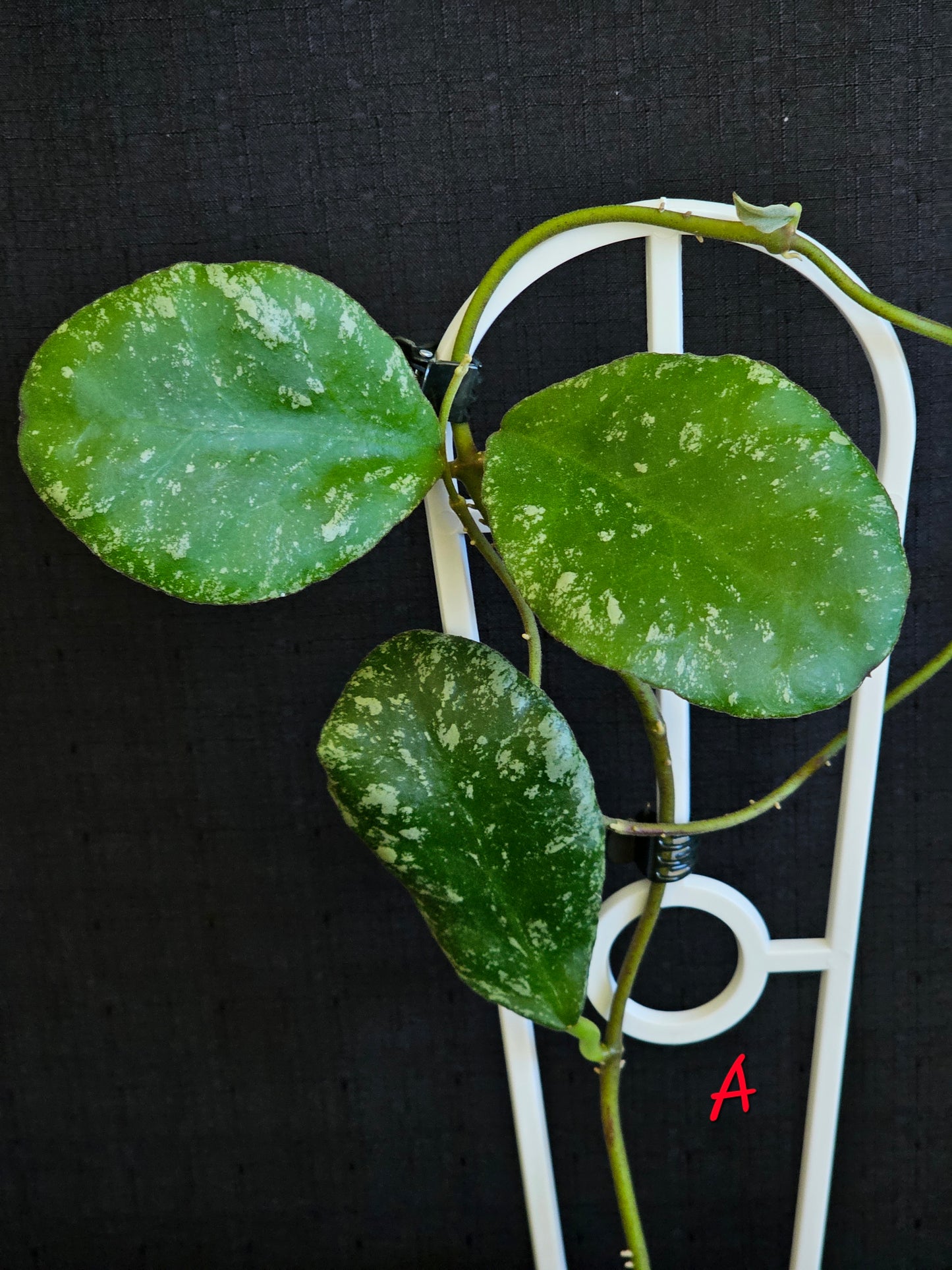 Hoya waymaniae 'Cloudy Sky'