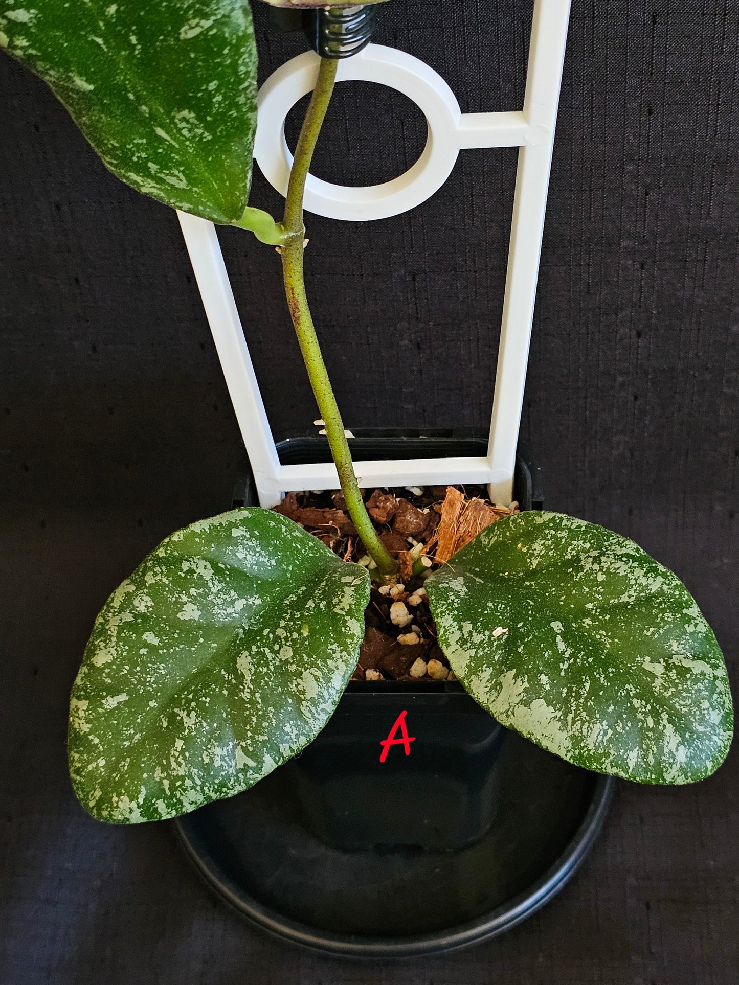 Hoya waymaniae 'Cloudy Sky'