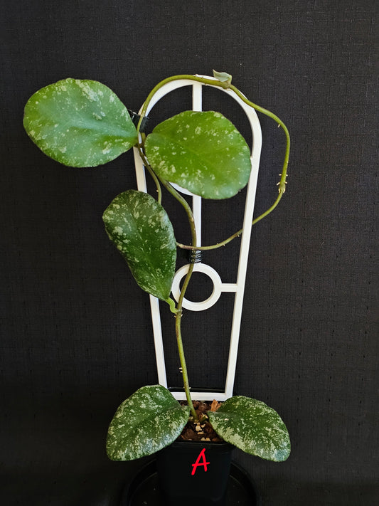 Hoya waymaniae 'Cloudy Sky'