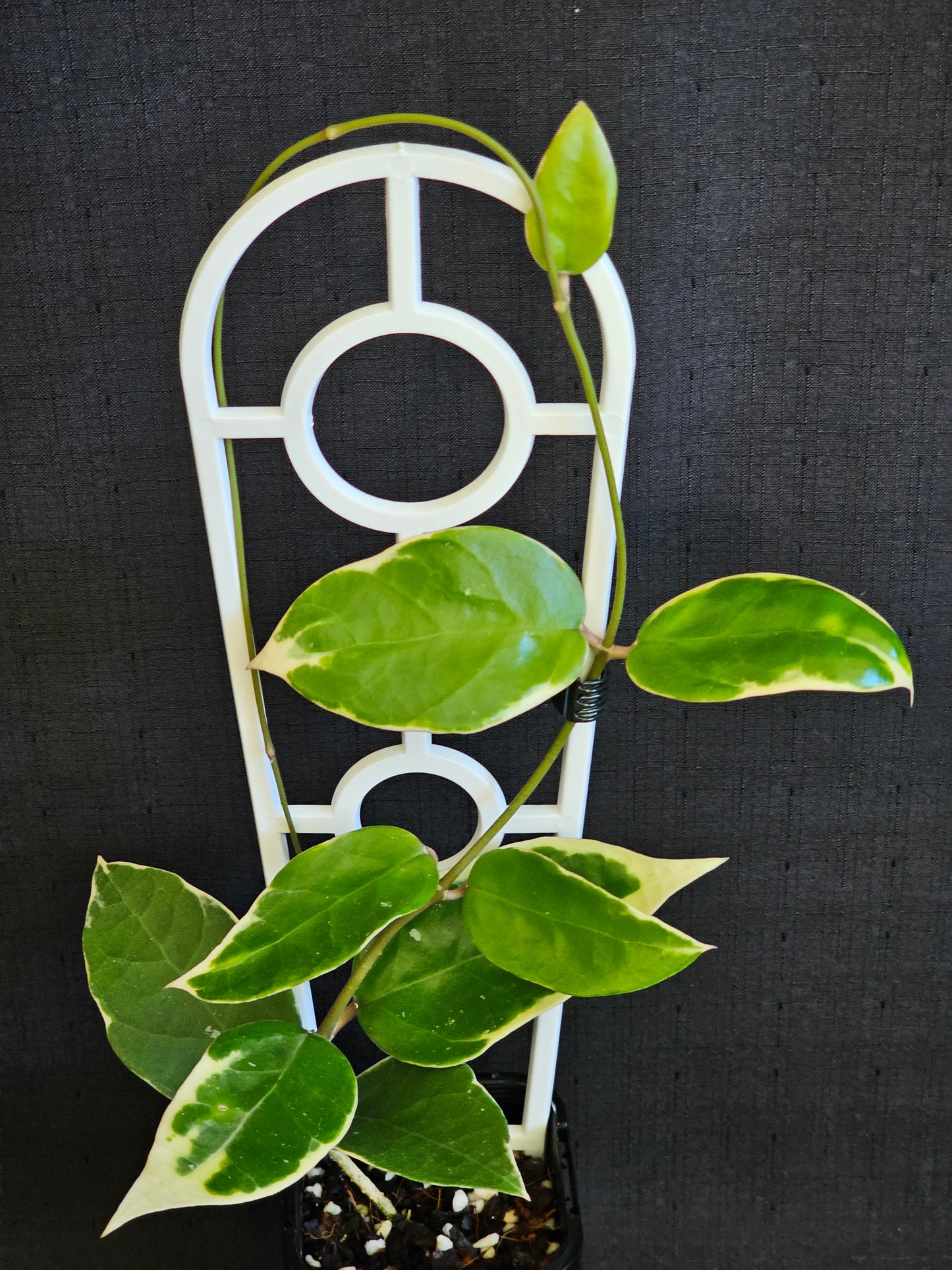 Hoya verticillata  'Panglay'  Outer Variegated