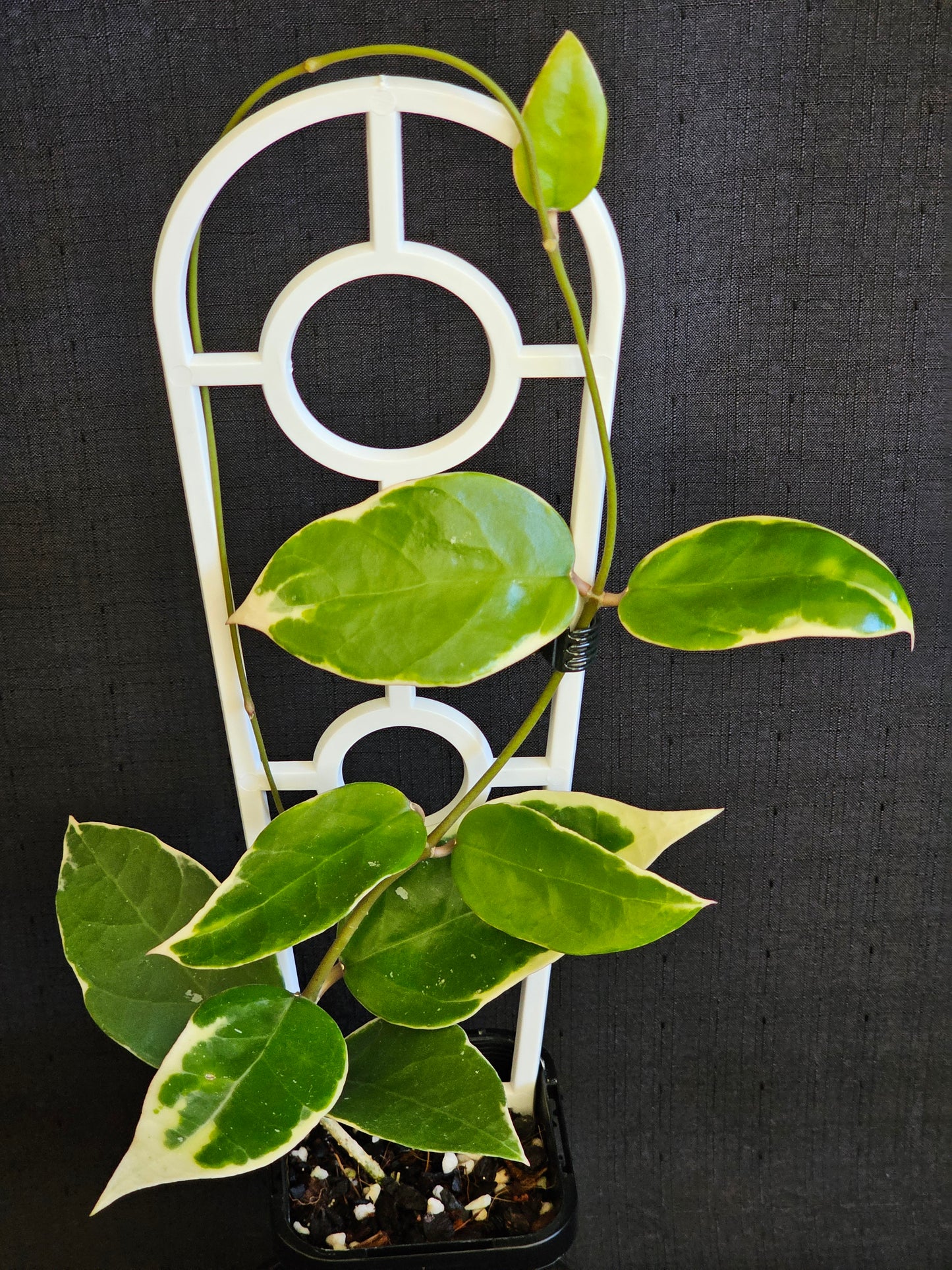 Hoya verticillata  'Panglay'  Outer Variegated
