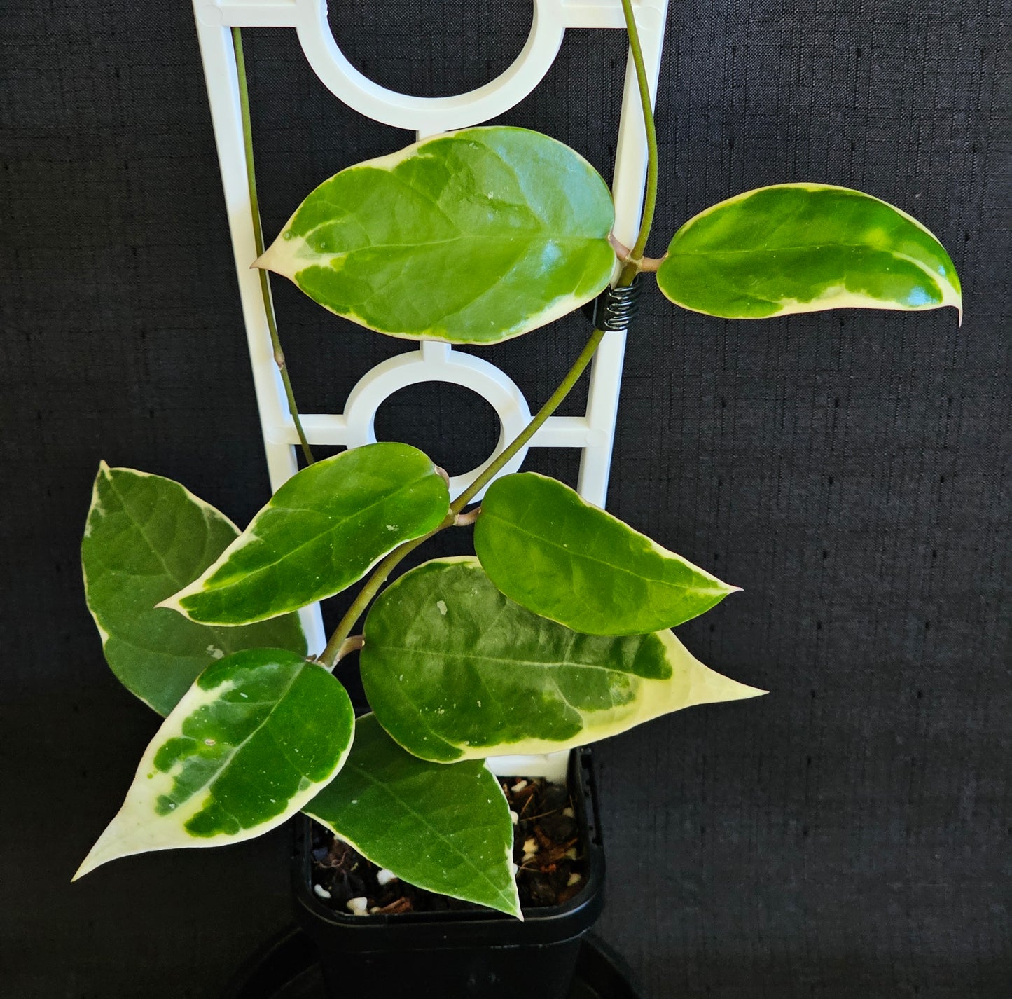 Hoya verticillata  'Panglay'  Outer Variegated