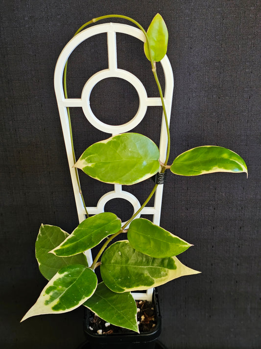 Hoya verticillata  'Panglay'  Outer Variegated