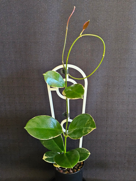 Hoya australis 'Blondie' or Outer Variegated #2