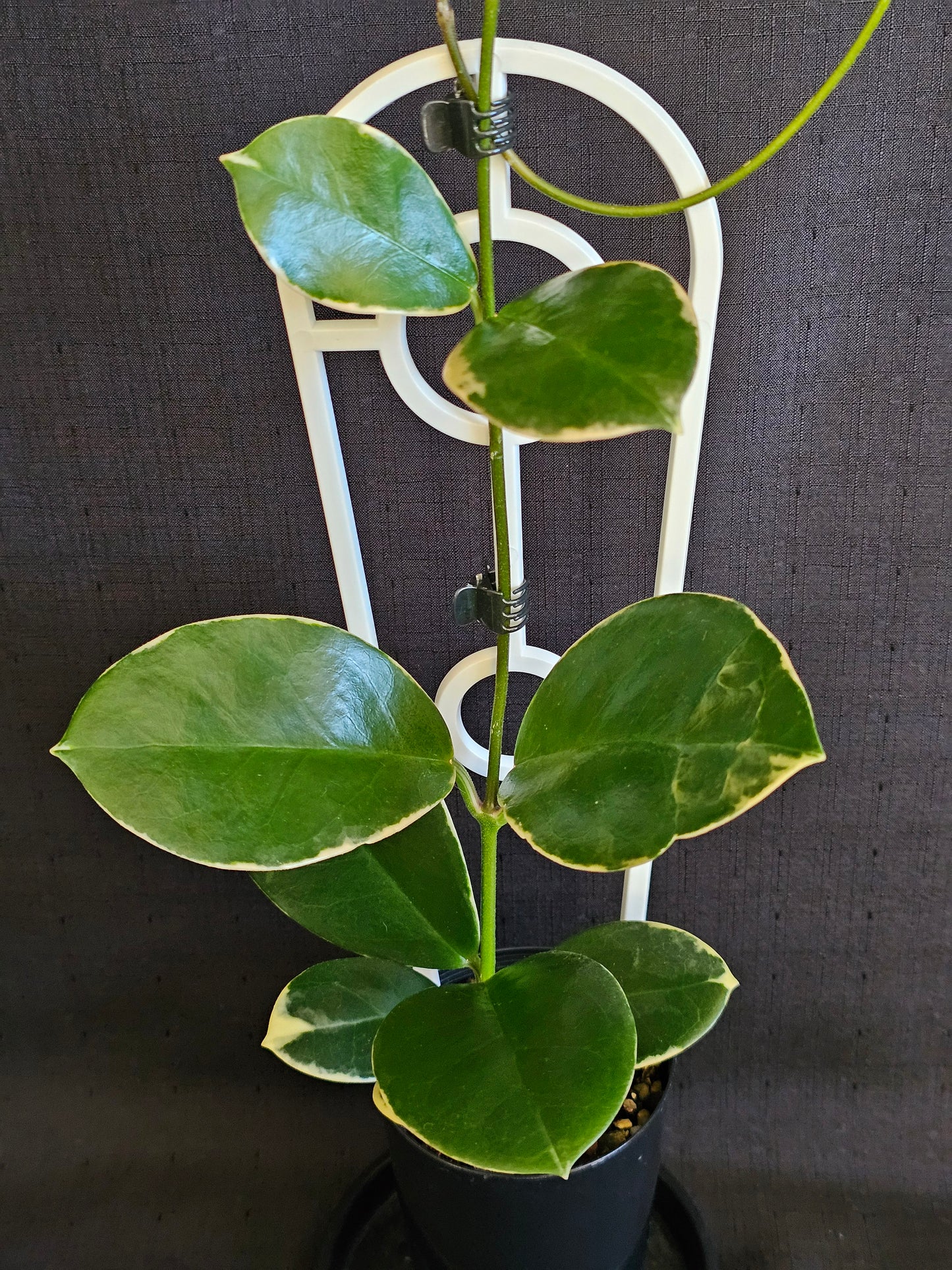 Hoya australis 'Blondie' or Outer Variegated #2