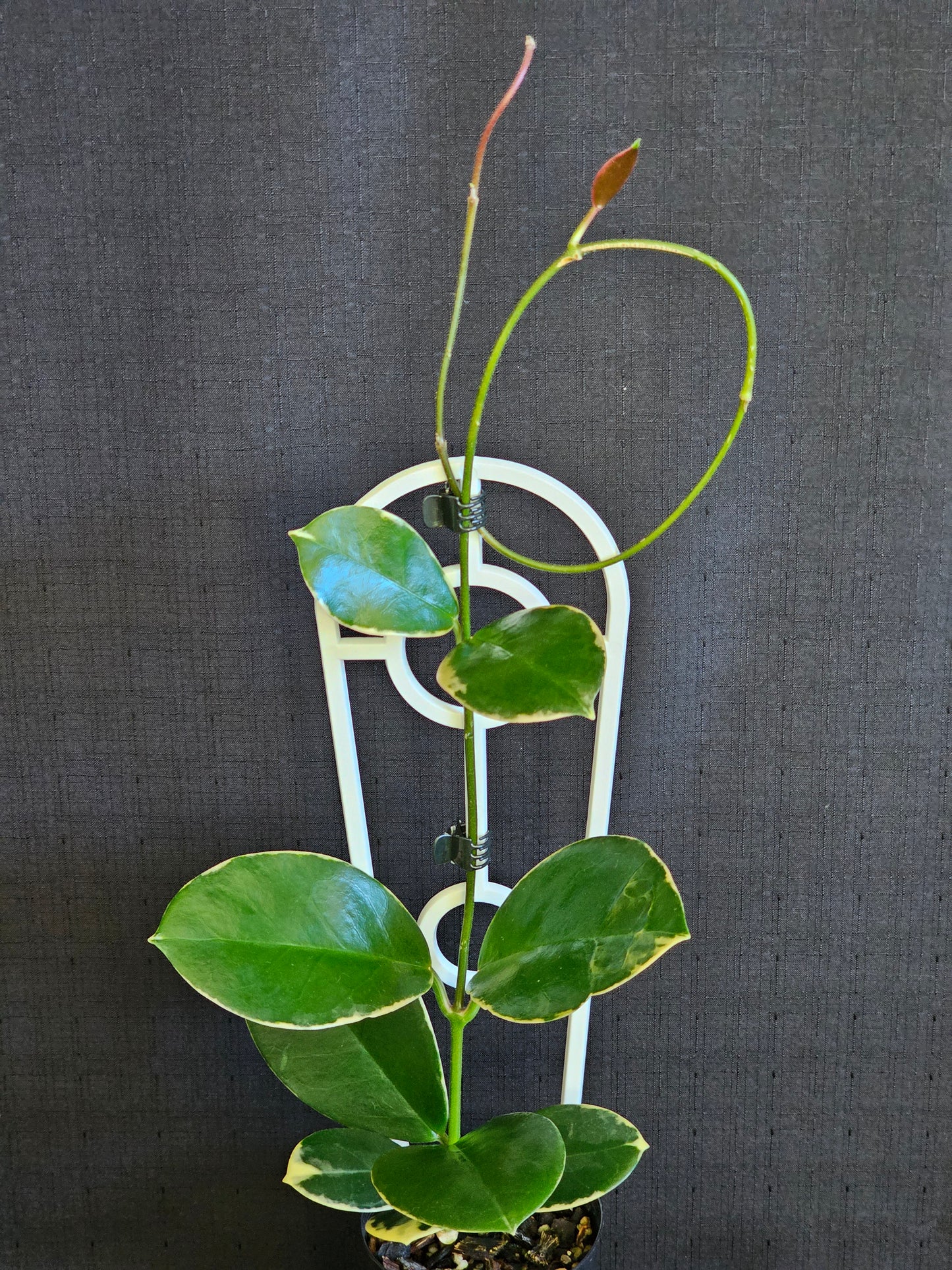 Hoya australis 'Blondie' or Outer Variegated #2