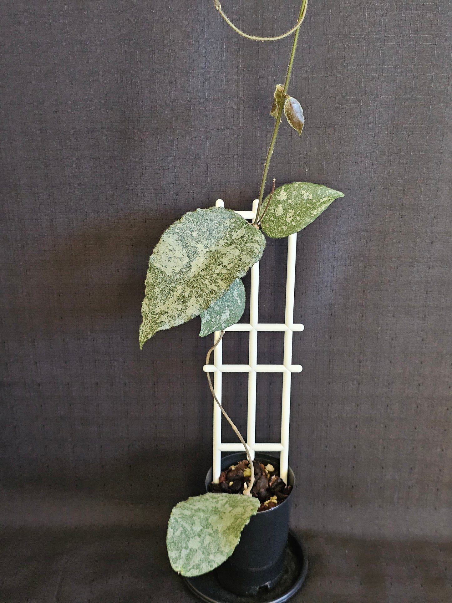 Hoya caudata  'Silver' (Rare)