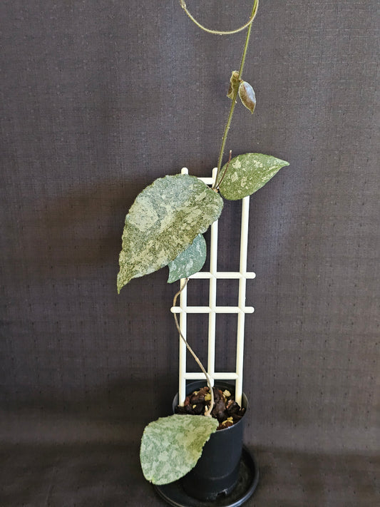 Hoya caudata  'Silver' (Rare)