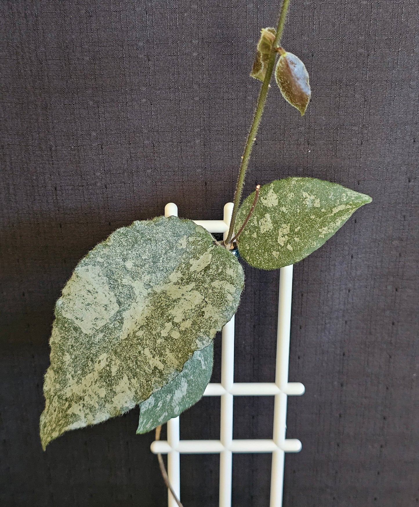 Hoya caudata  'Silver' (Rare)