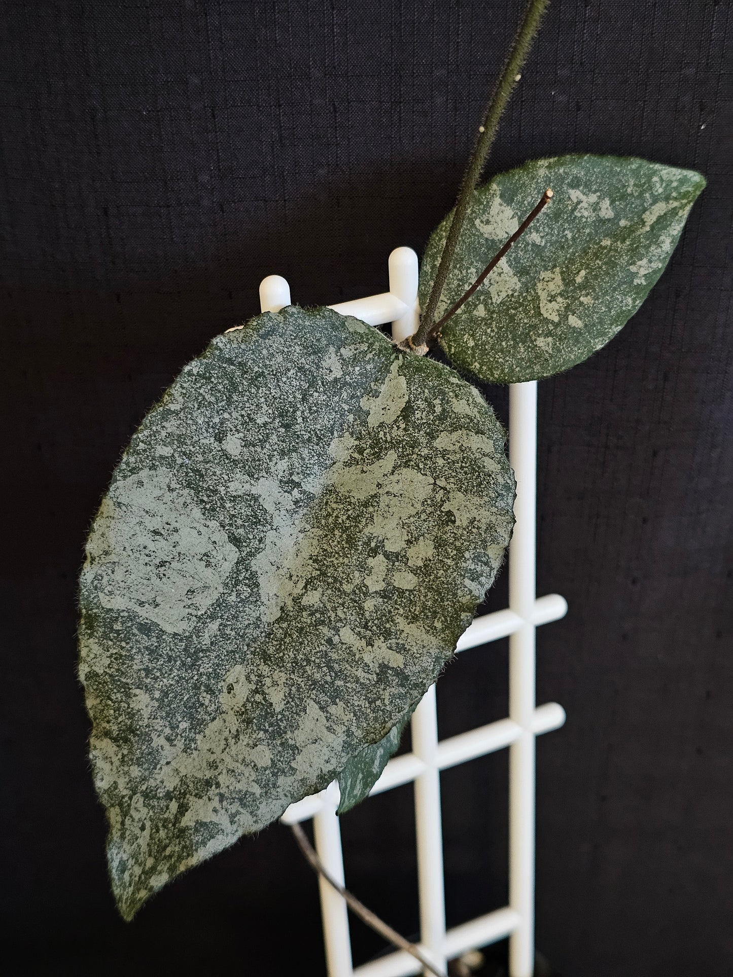 Hoya caudata  'Silver' (Rare)