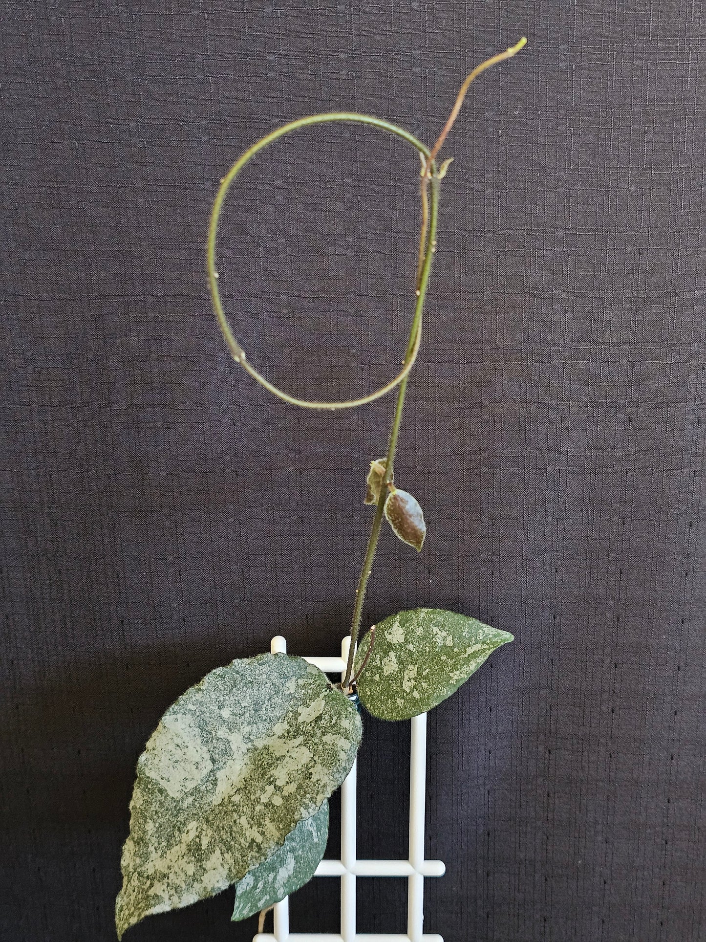 Hoya caudata  'Silver' (Rare)