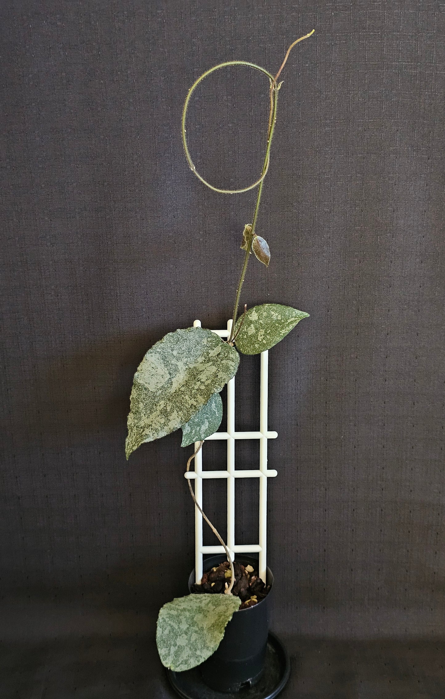 Hoya caudata  'Silver' (Rare)