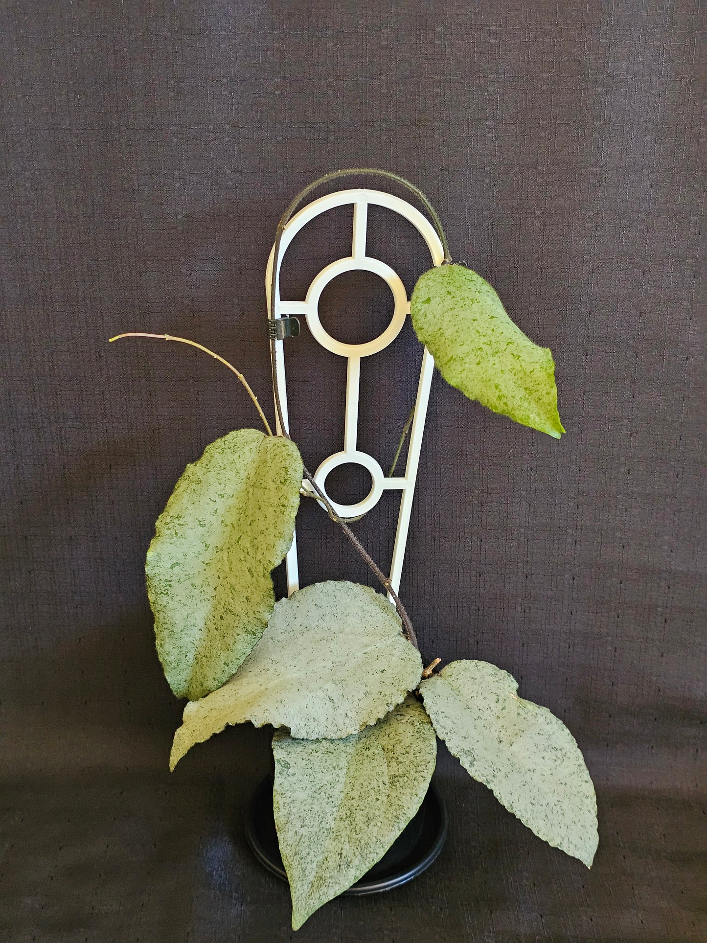 Hoya caudata 'Argene' Full Silver - RARE